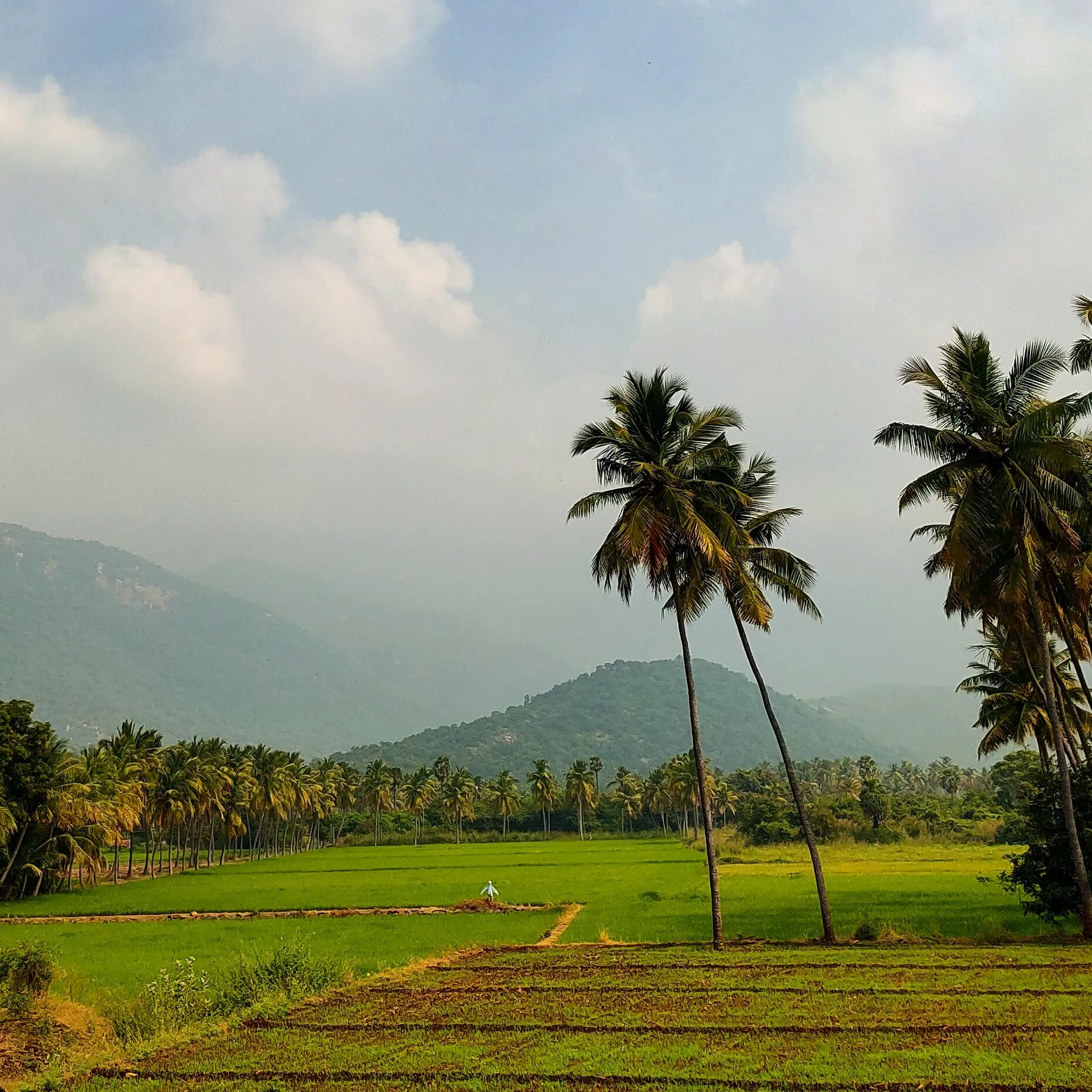 Landscape