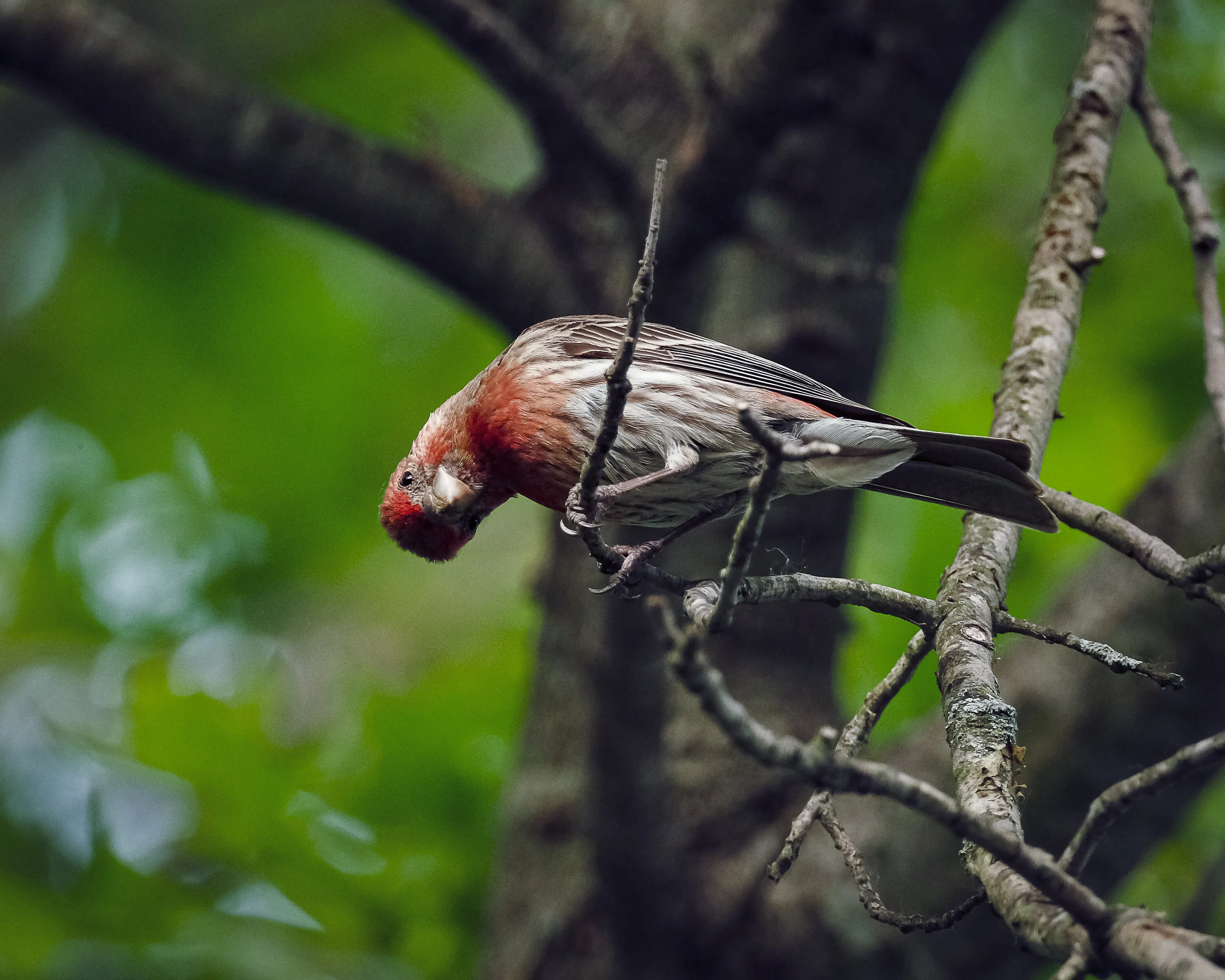 Curious House Finch