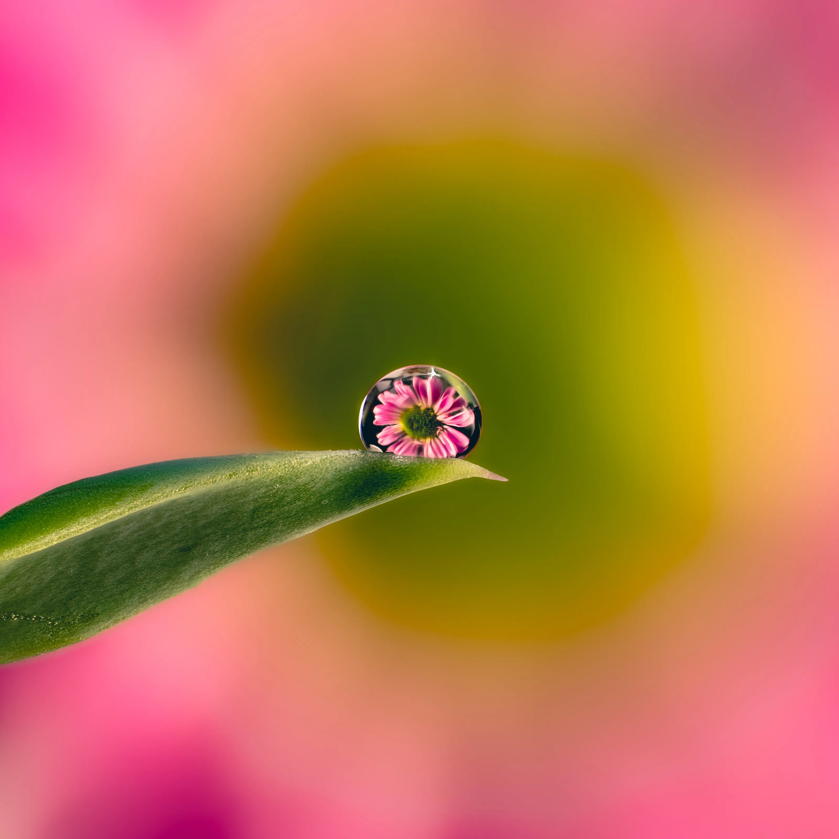 Flowerdrop