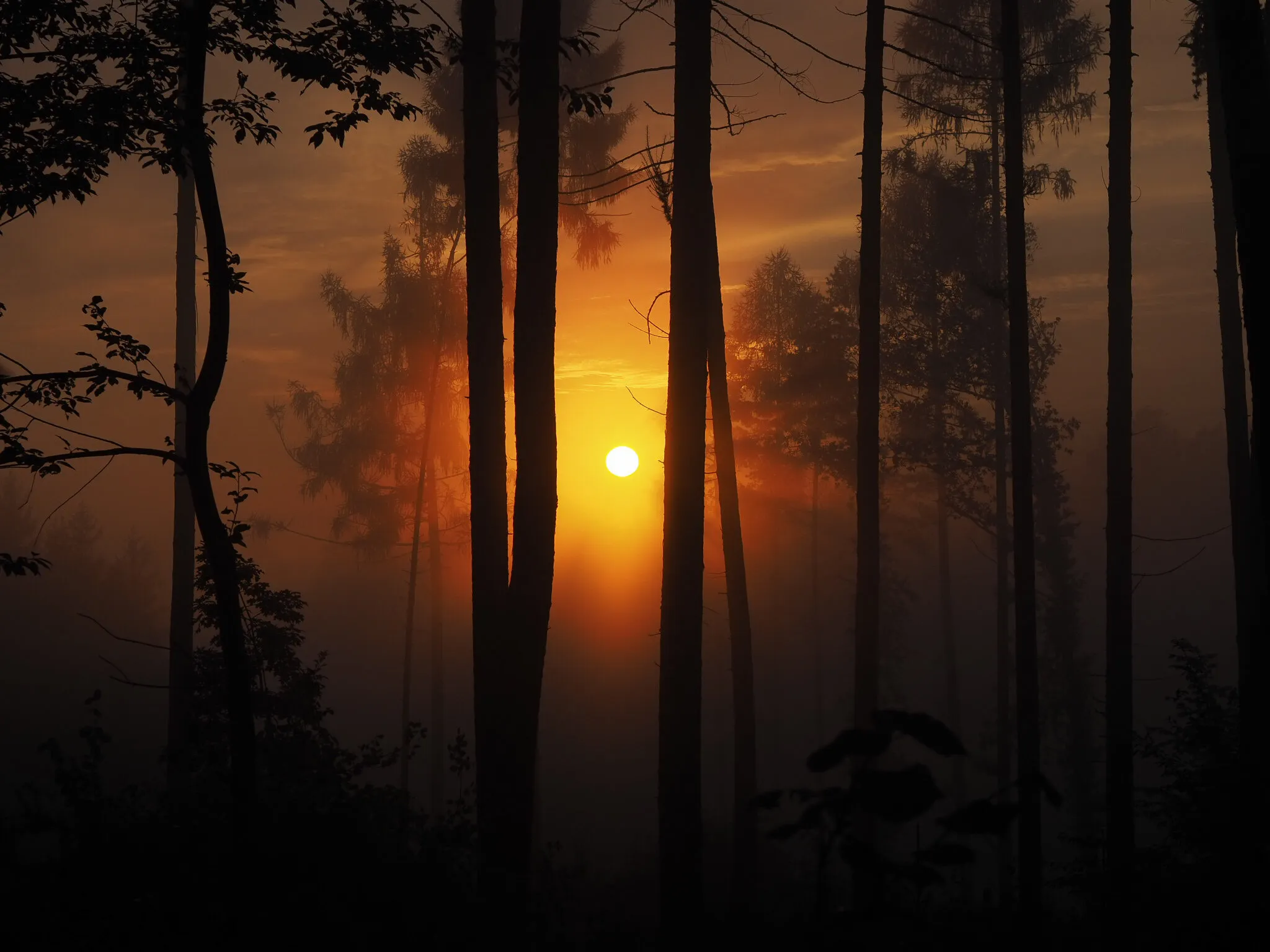 sun in the forest