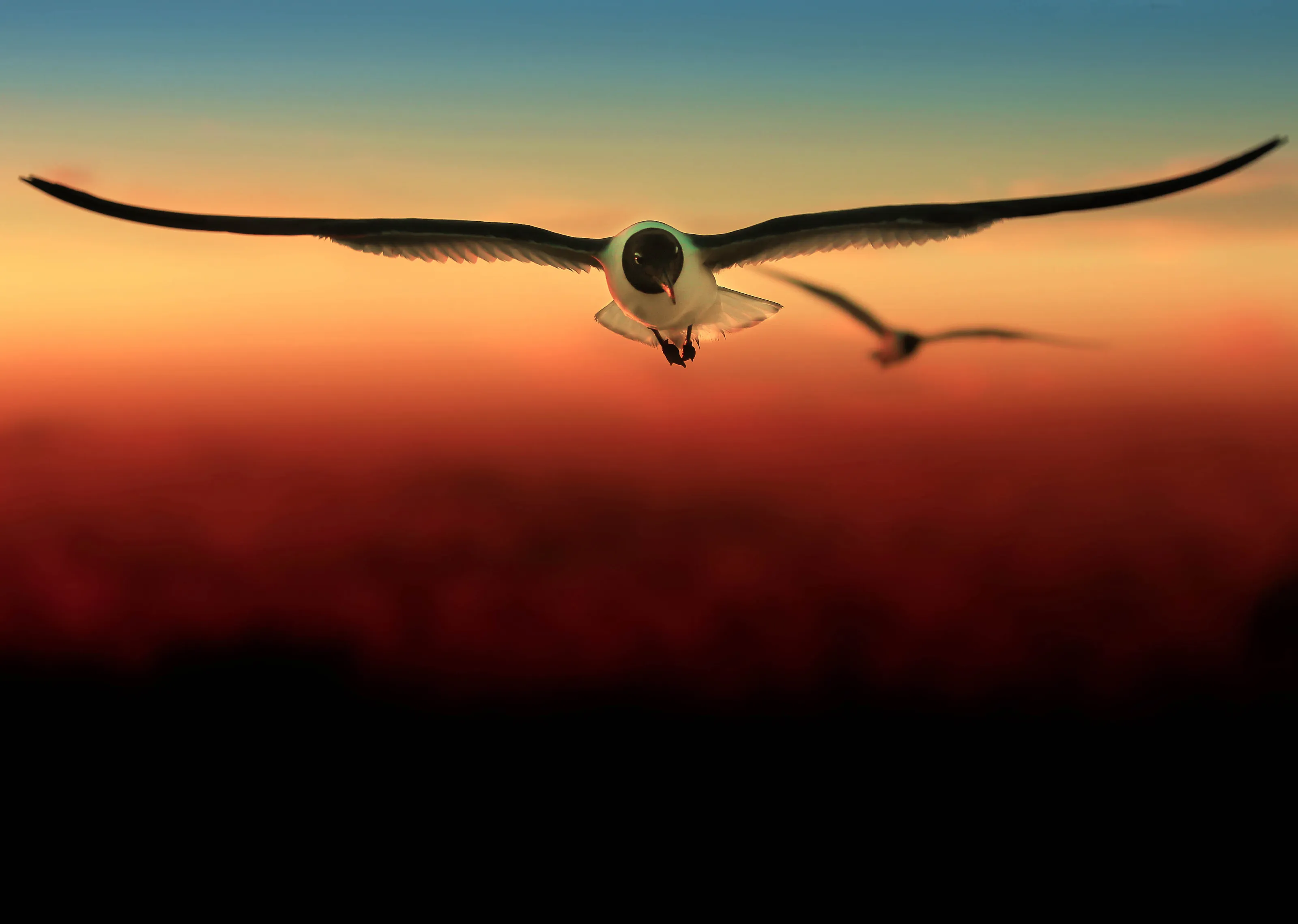 Freedom