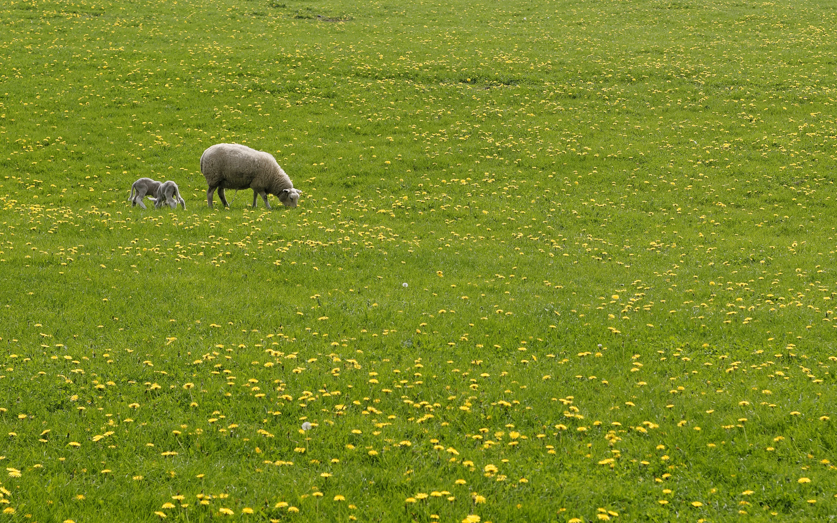 Dandelions