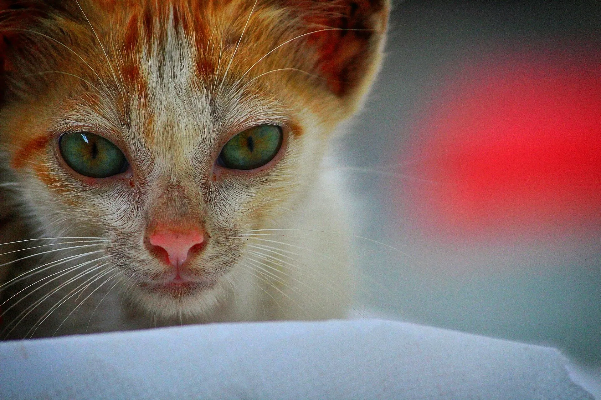 Cattttyyy
