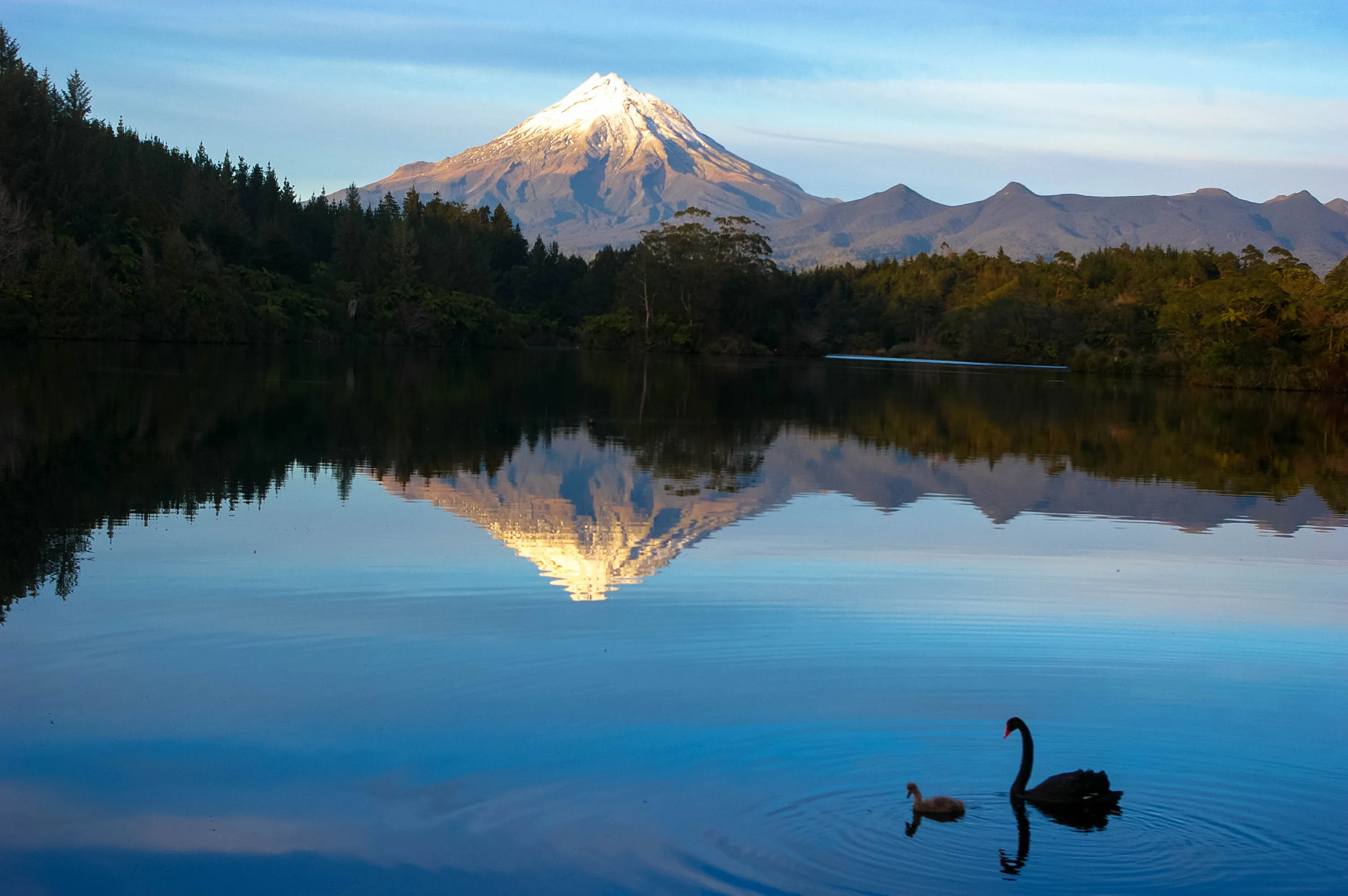 Black Swan and Cygnet