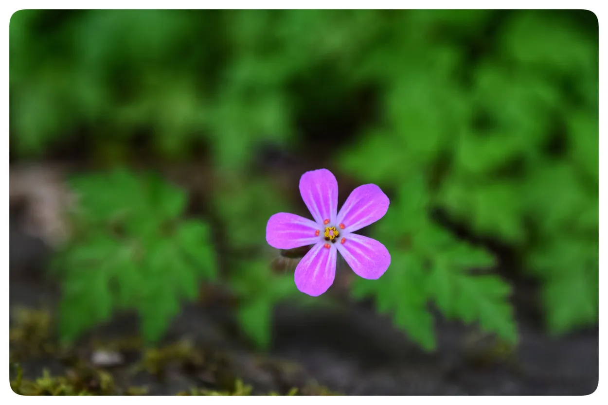 Entry 27044756