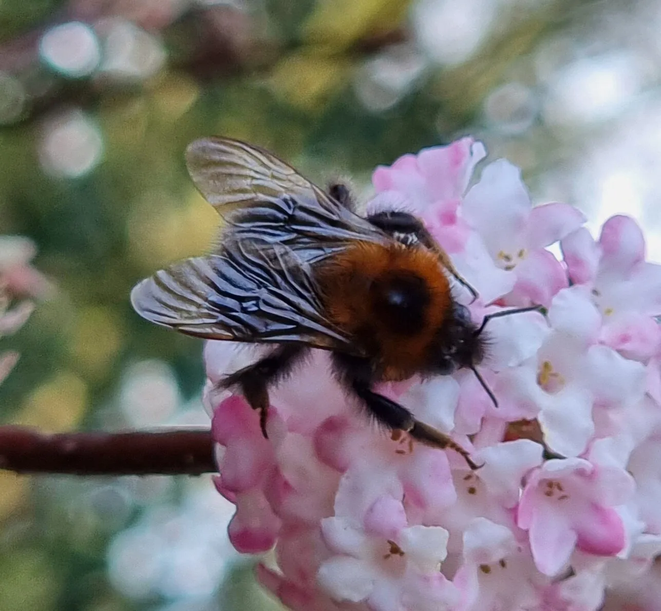 Bee