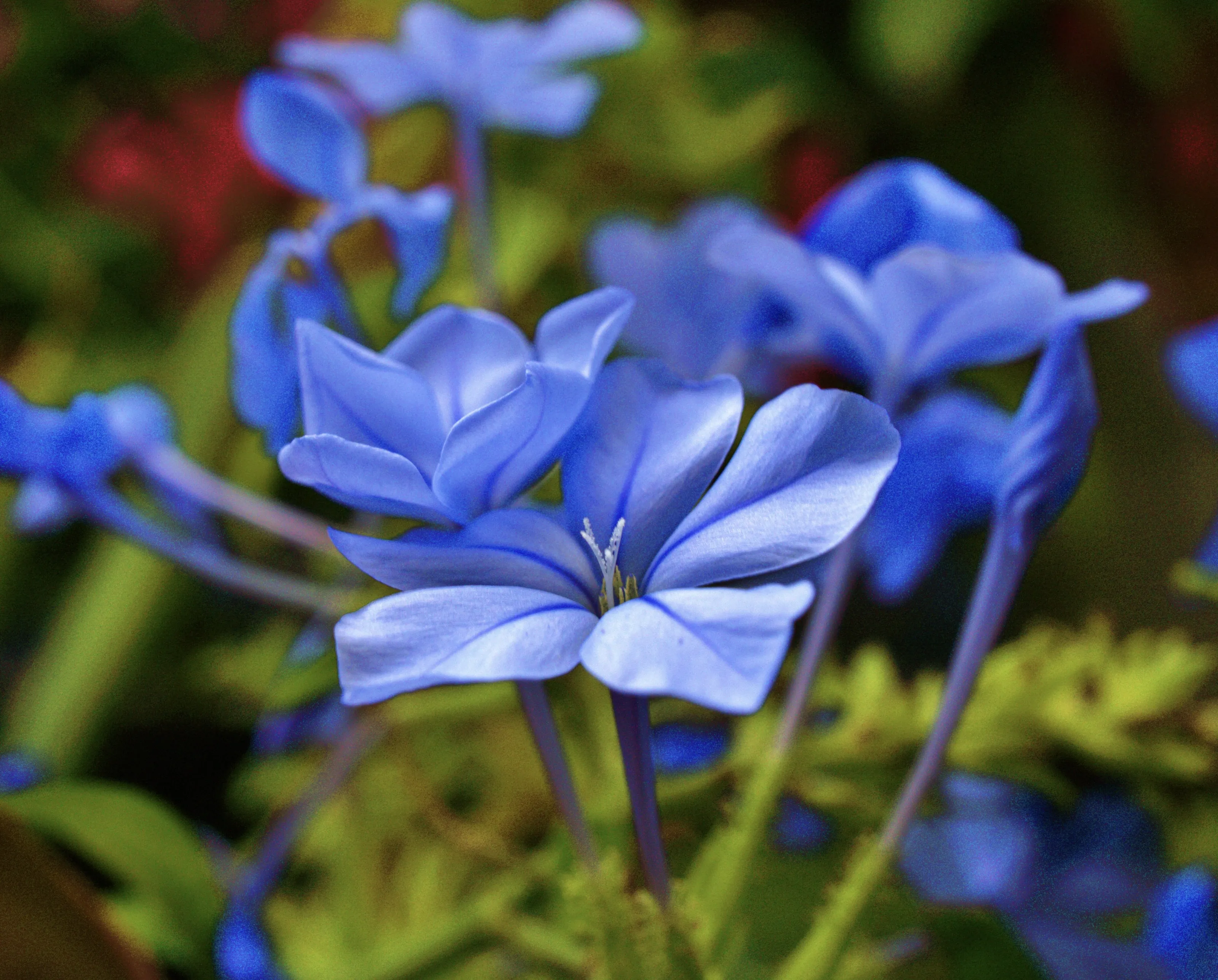 Plumbago' flowers