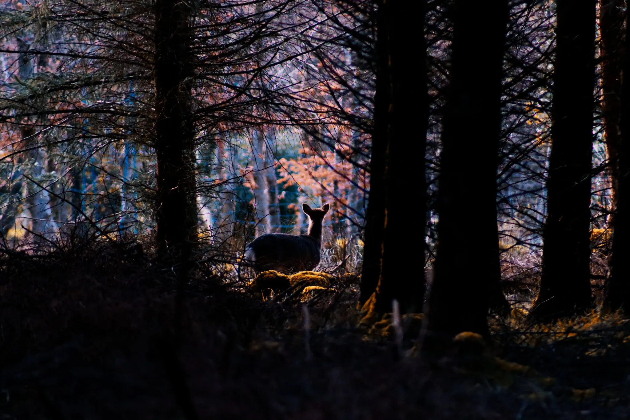 Anto's photography