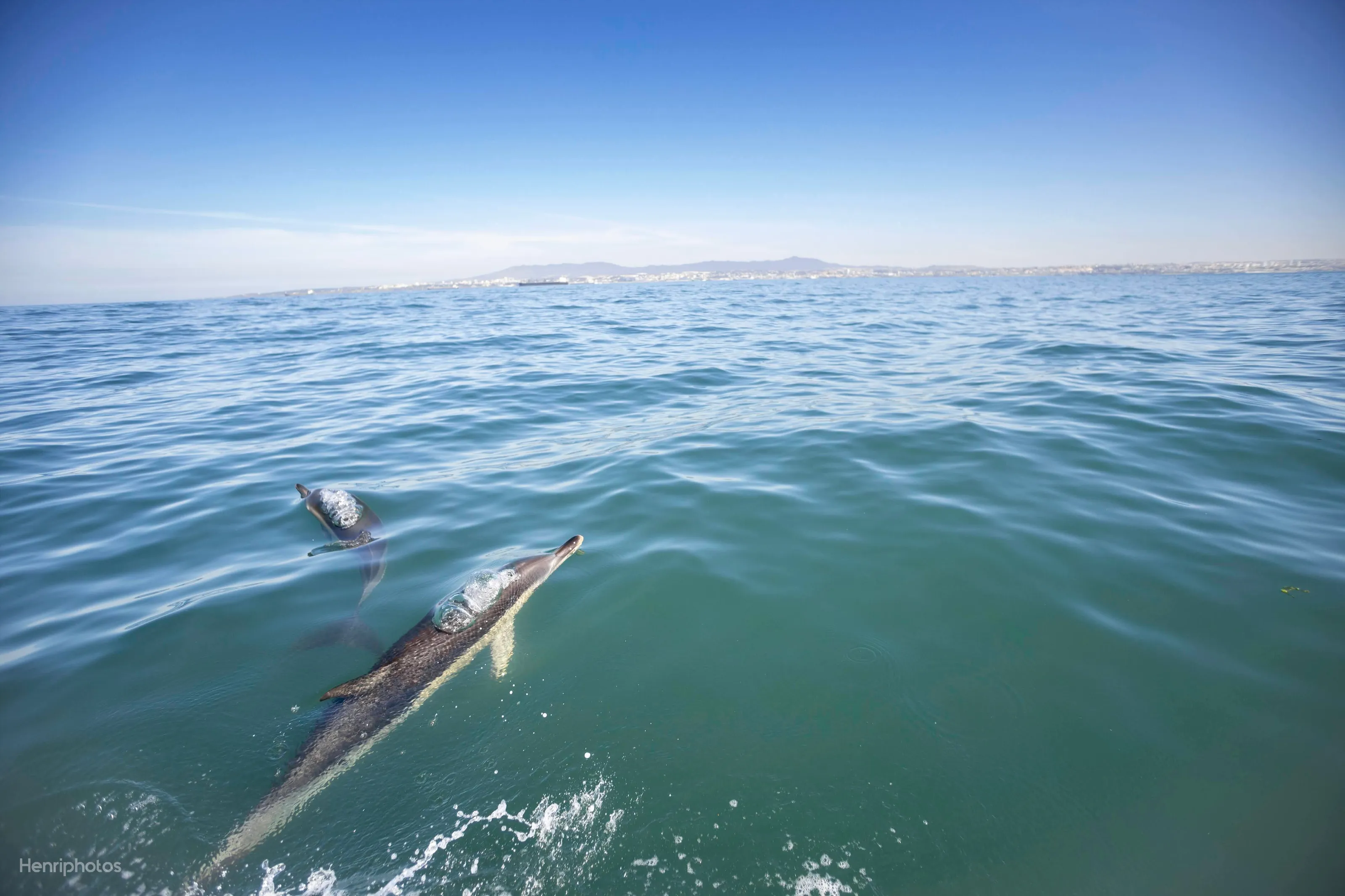 Delphinus delphis of Atlantic Ocean