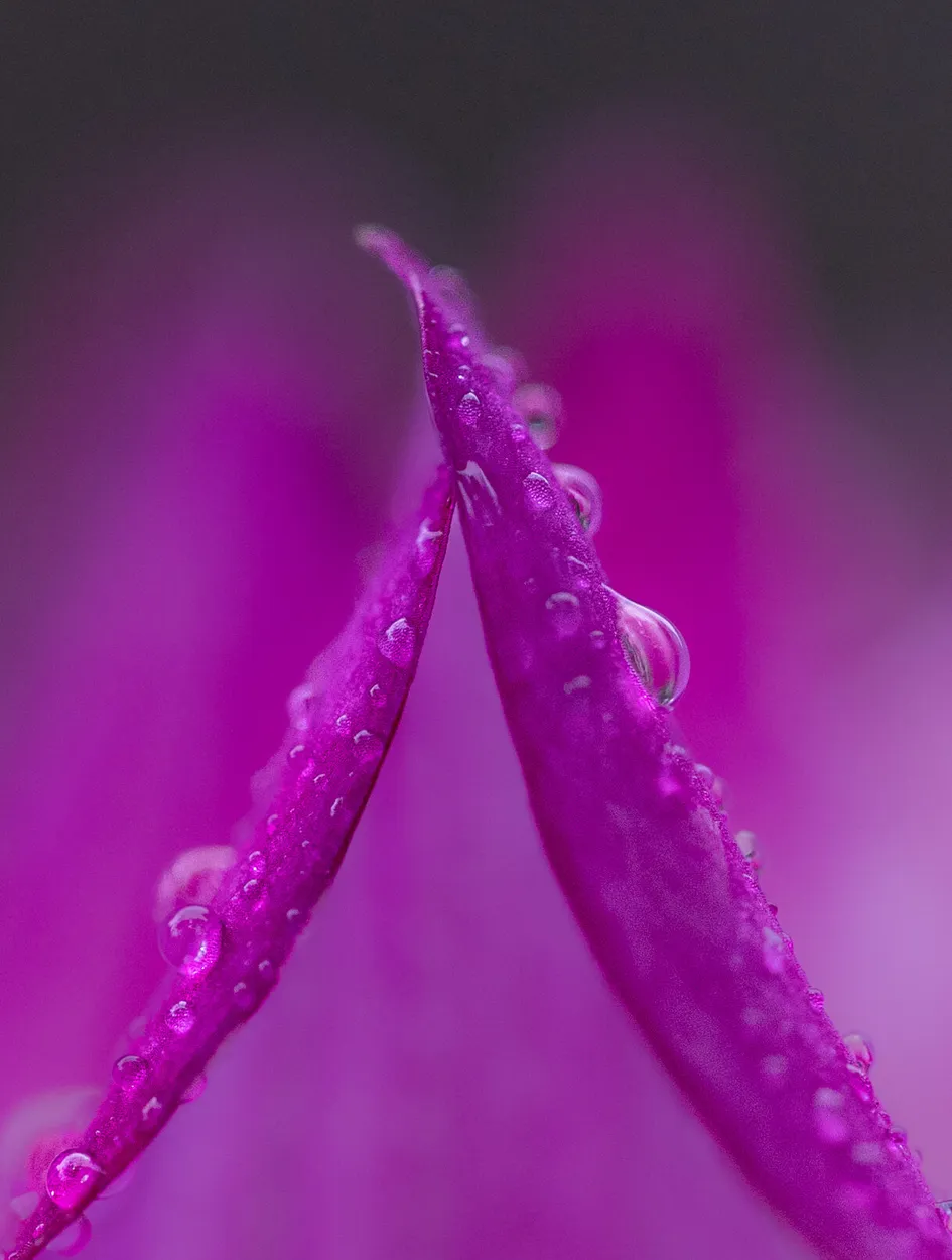 Pyramid dahlia