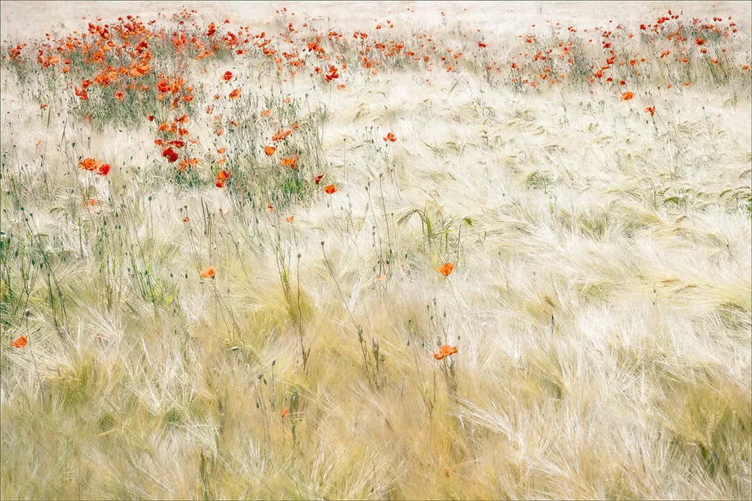 Decorated cornfield