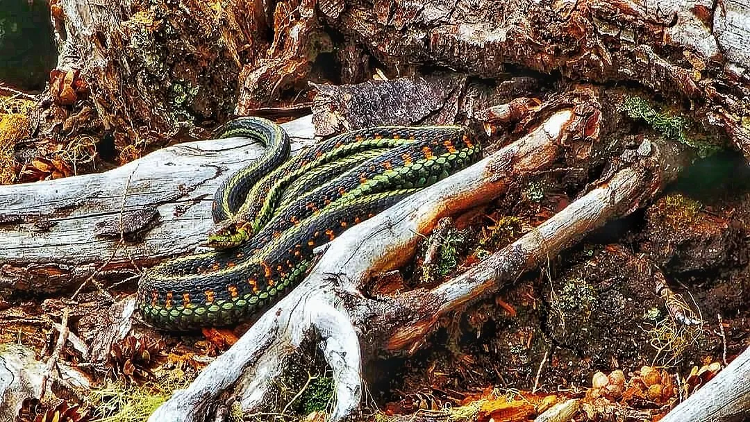 Snake in the grass