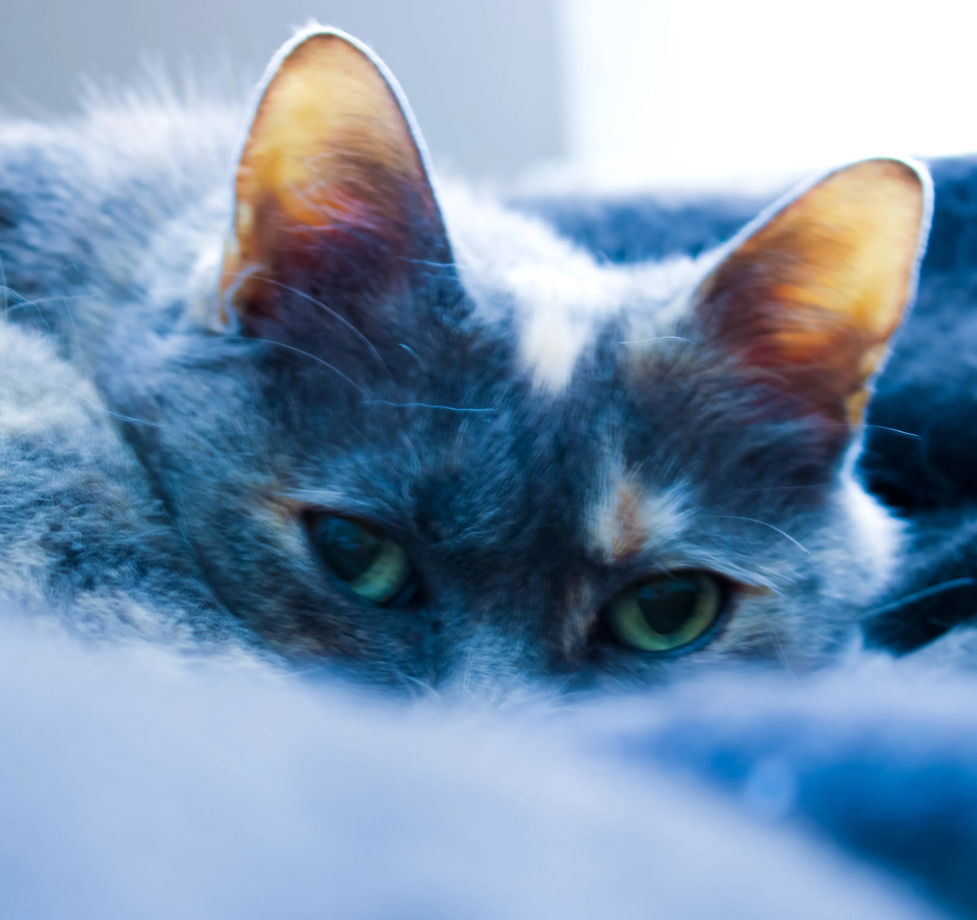 Squeaky the Cat
