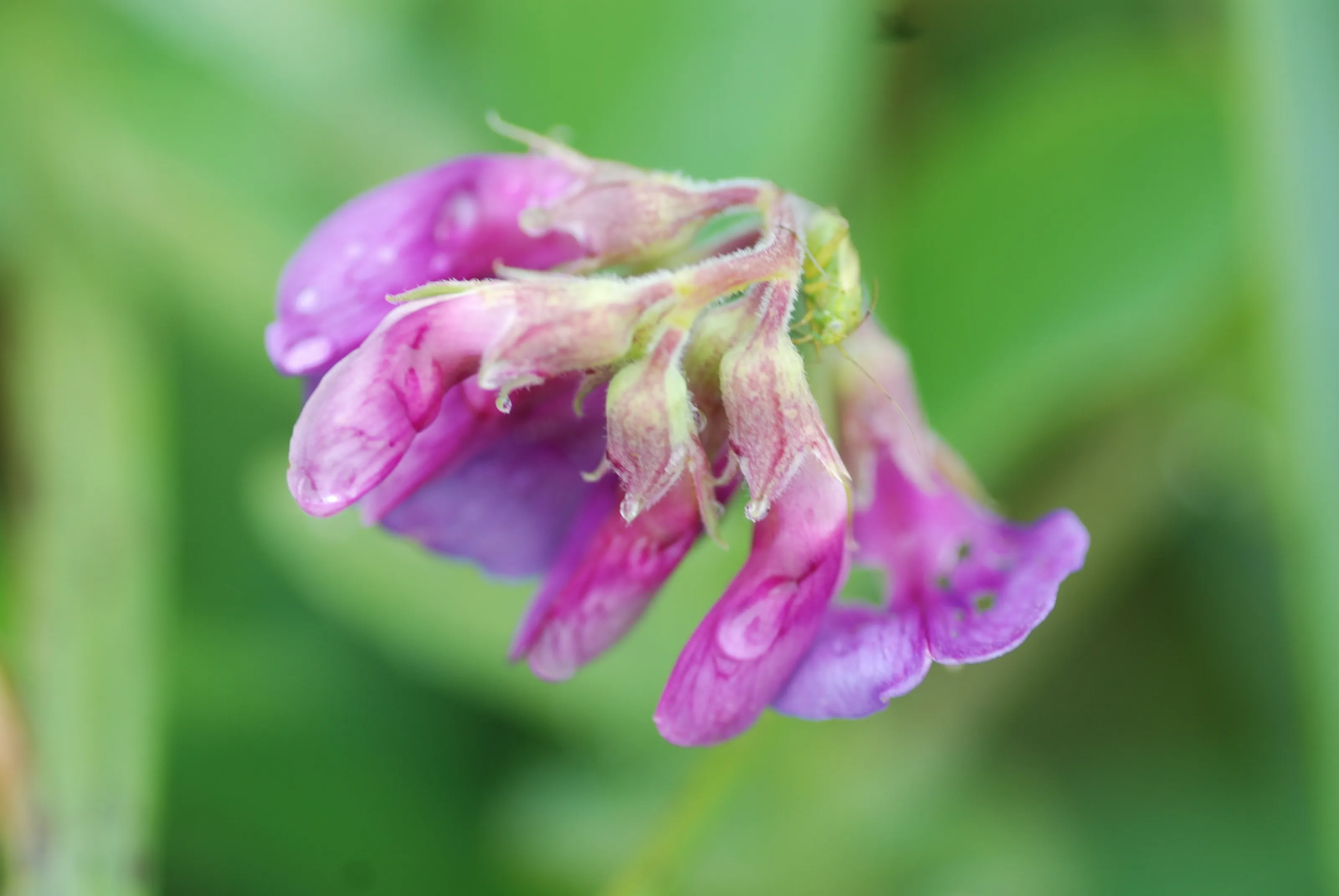 Beach Pea