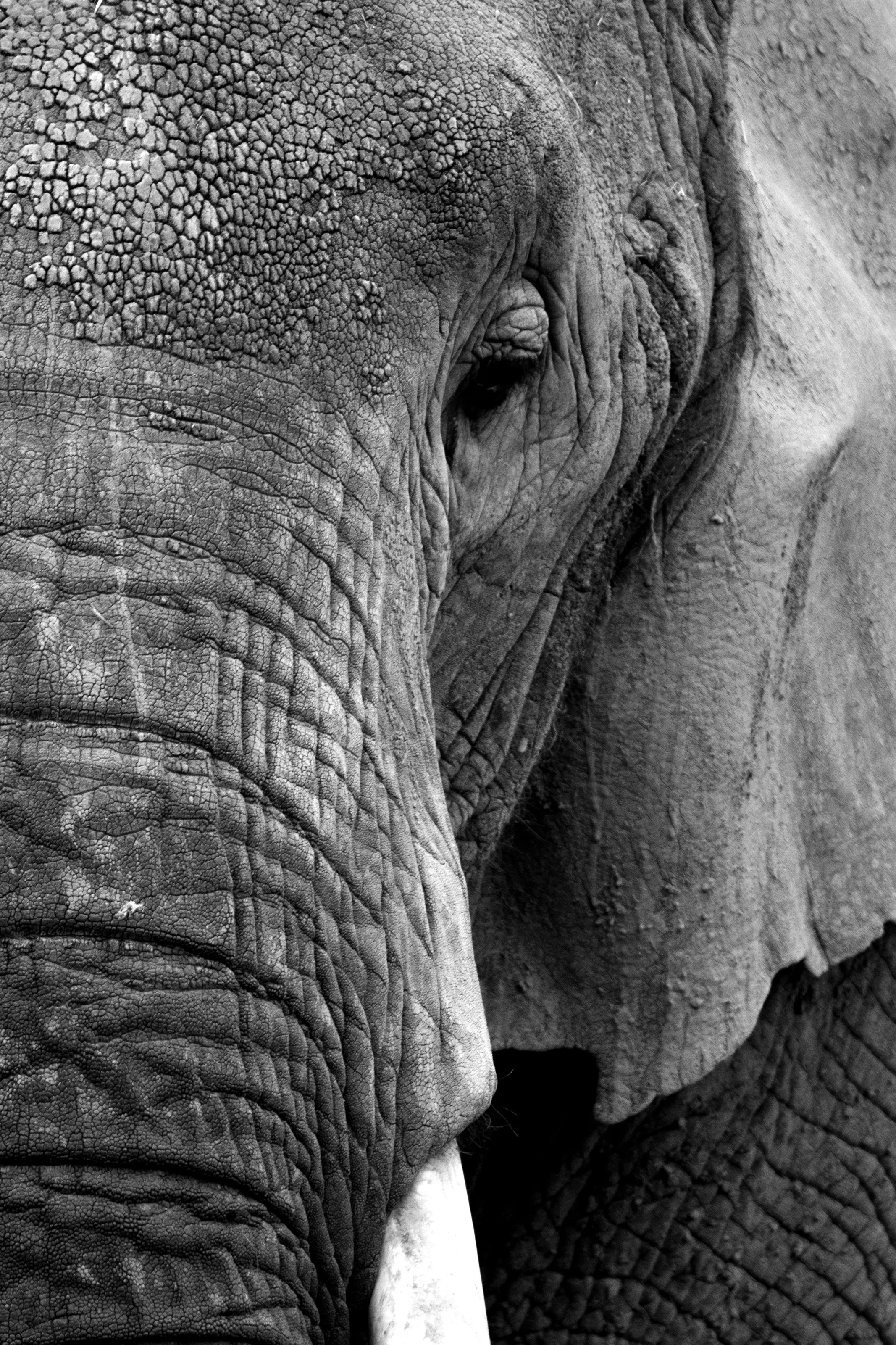 Ellie the Elephant