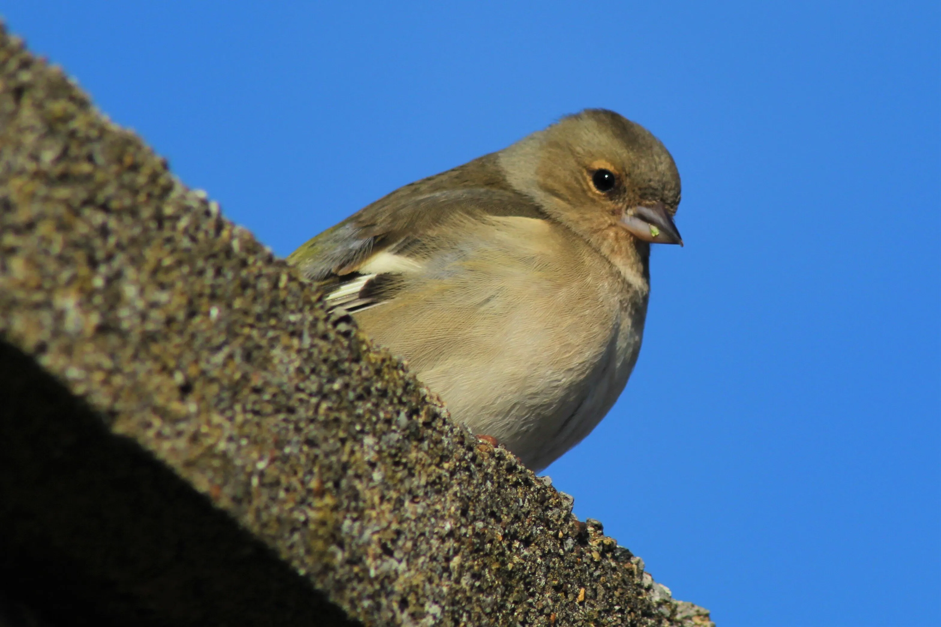 Female Chaffinch