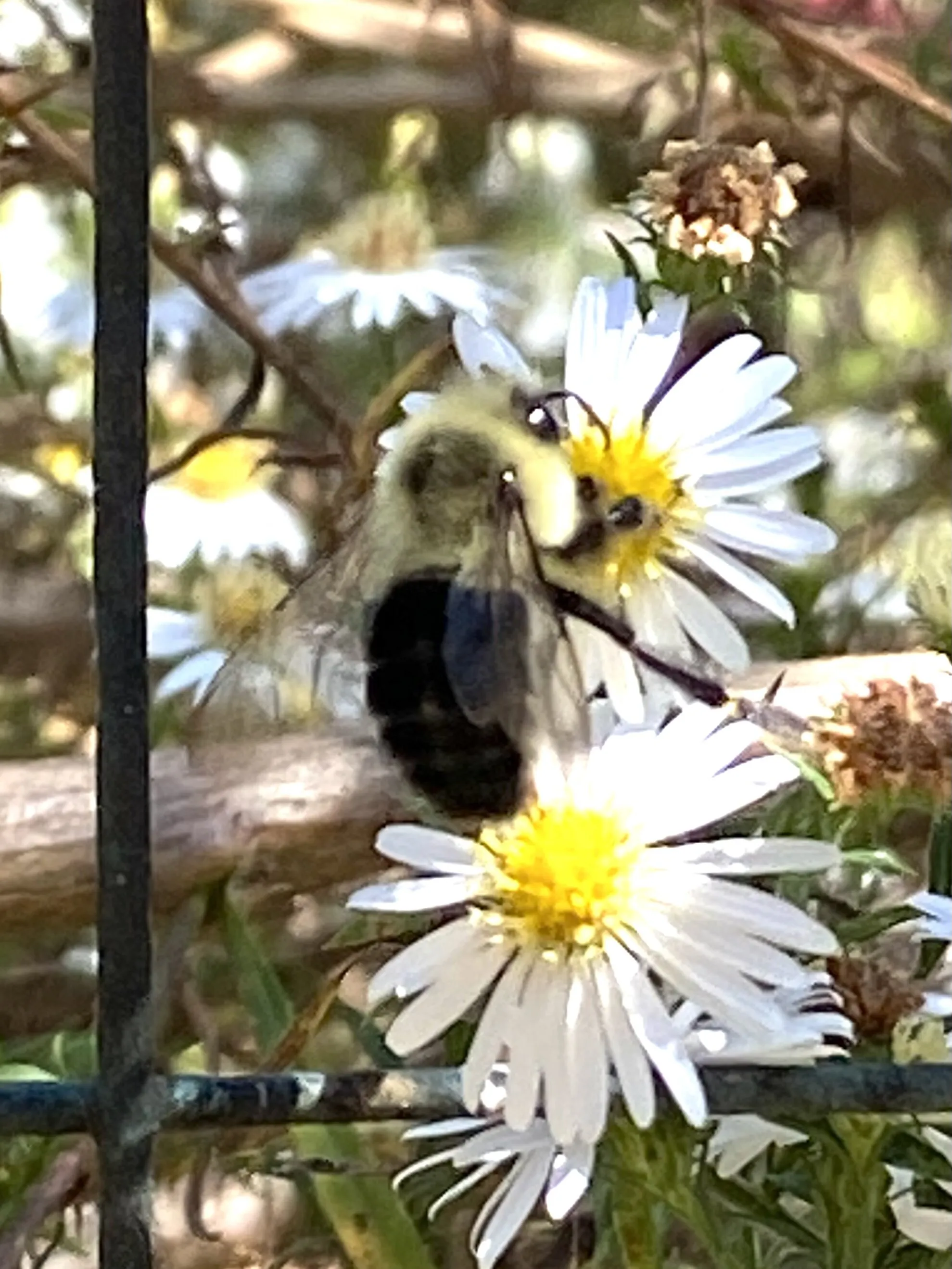 Bee a Daisy