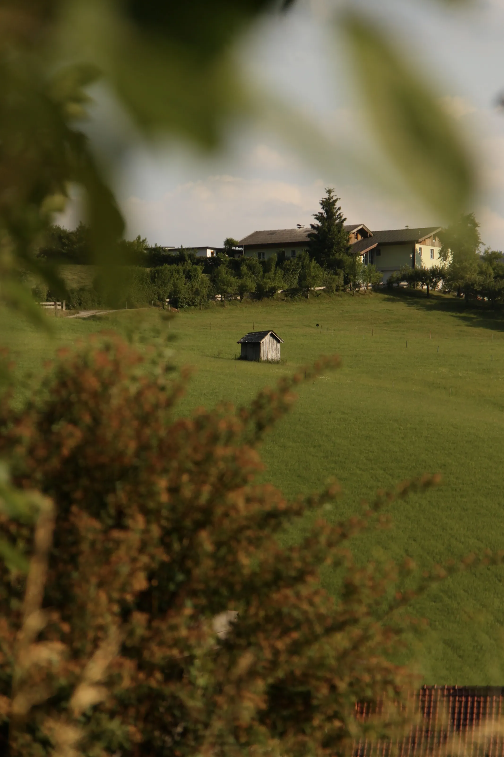 Austrian meadows