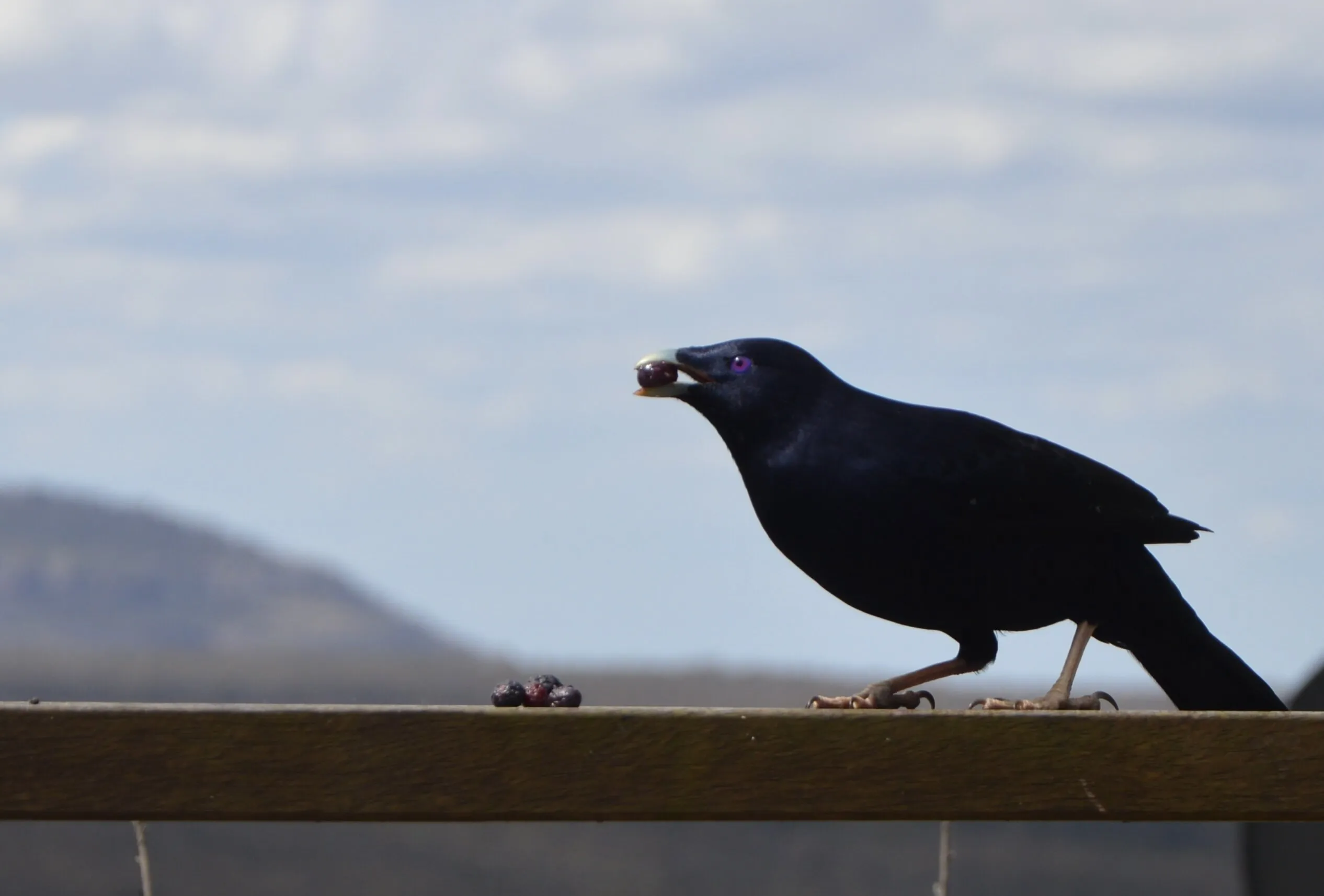 BirbBerry