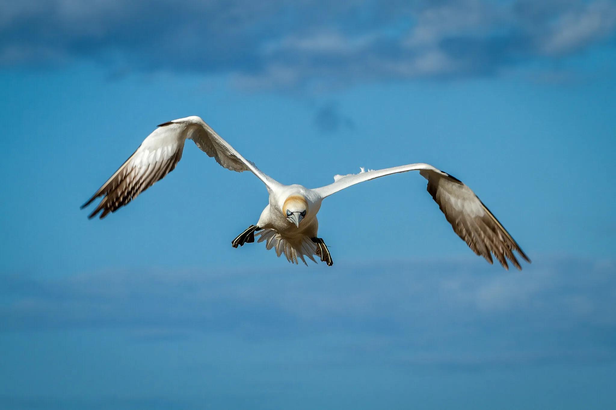 Gannet in Flight