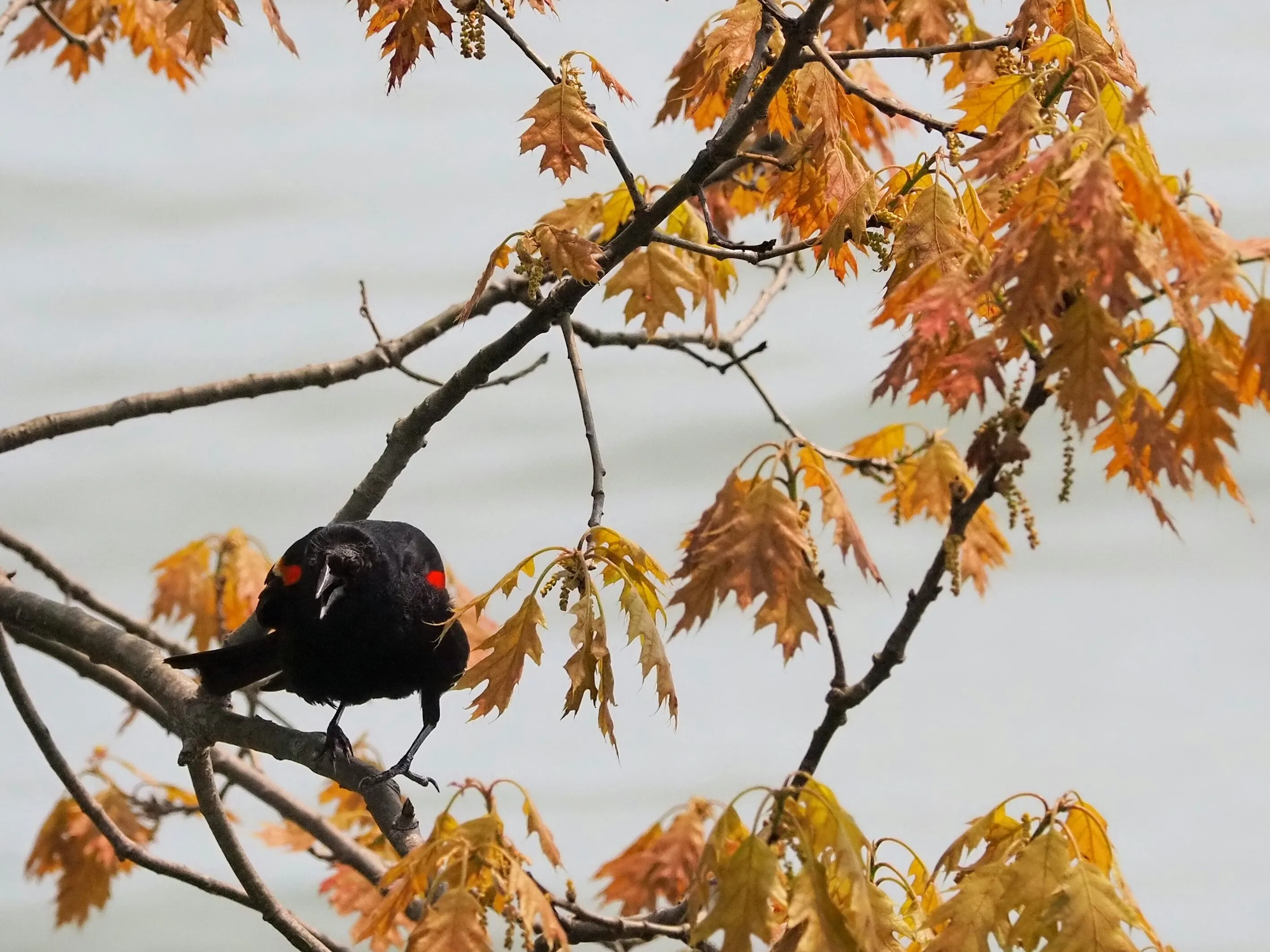 Red Winged Black Bird Warning