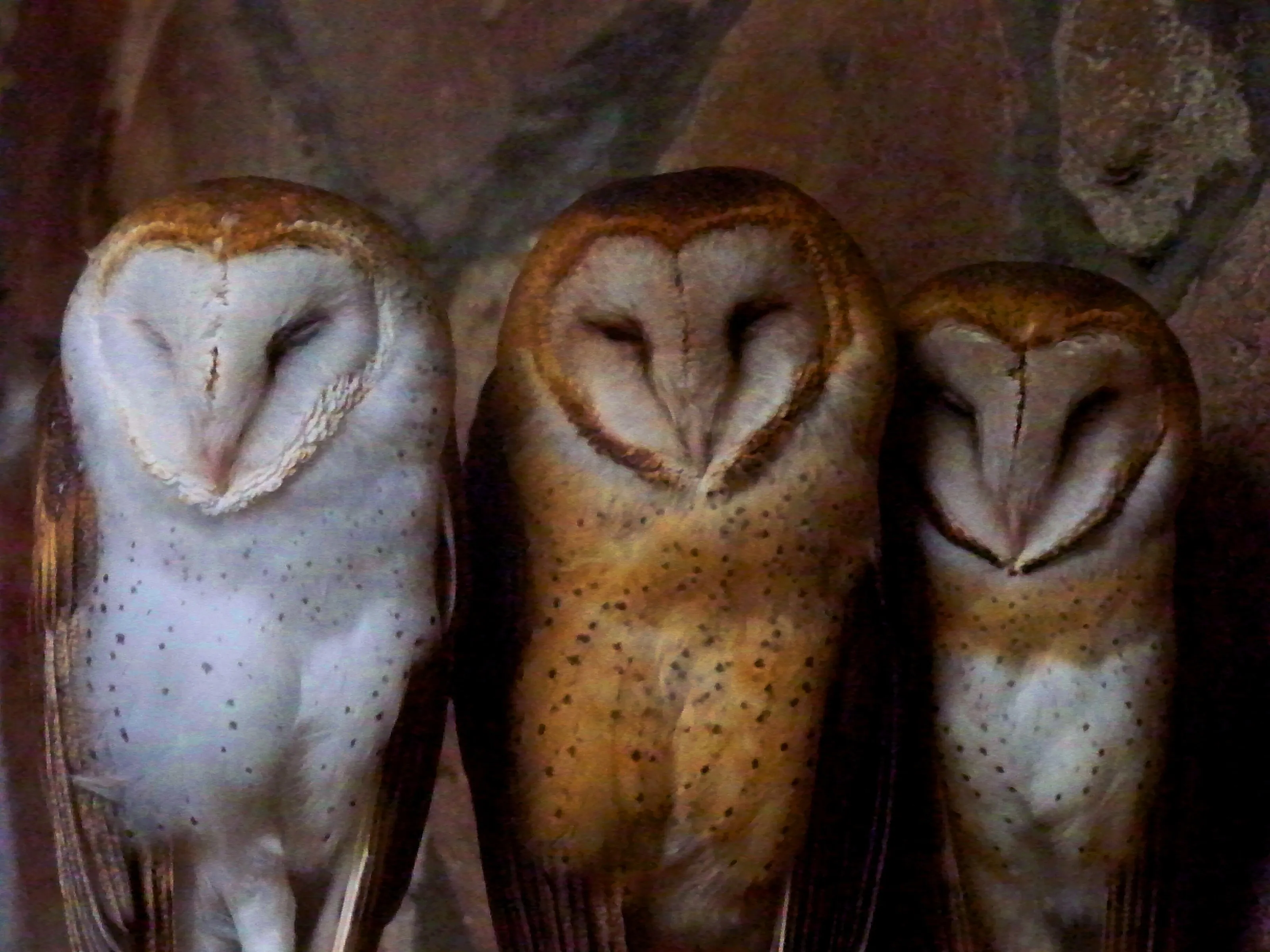 three wise men