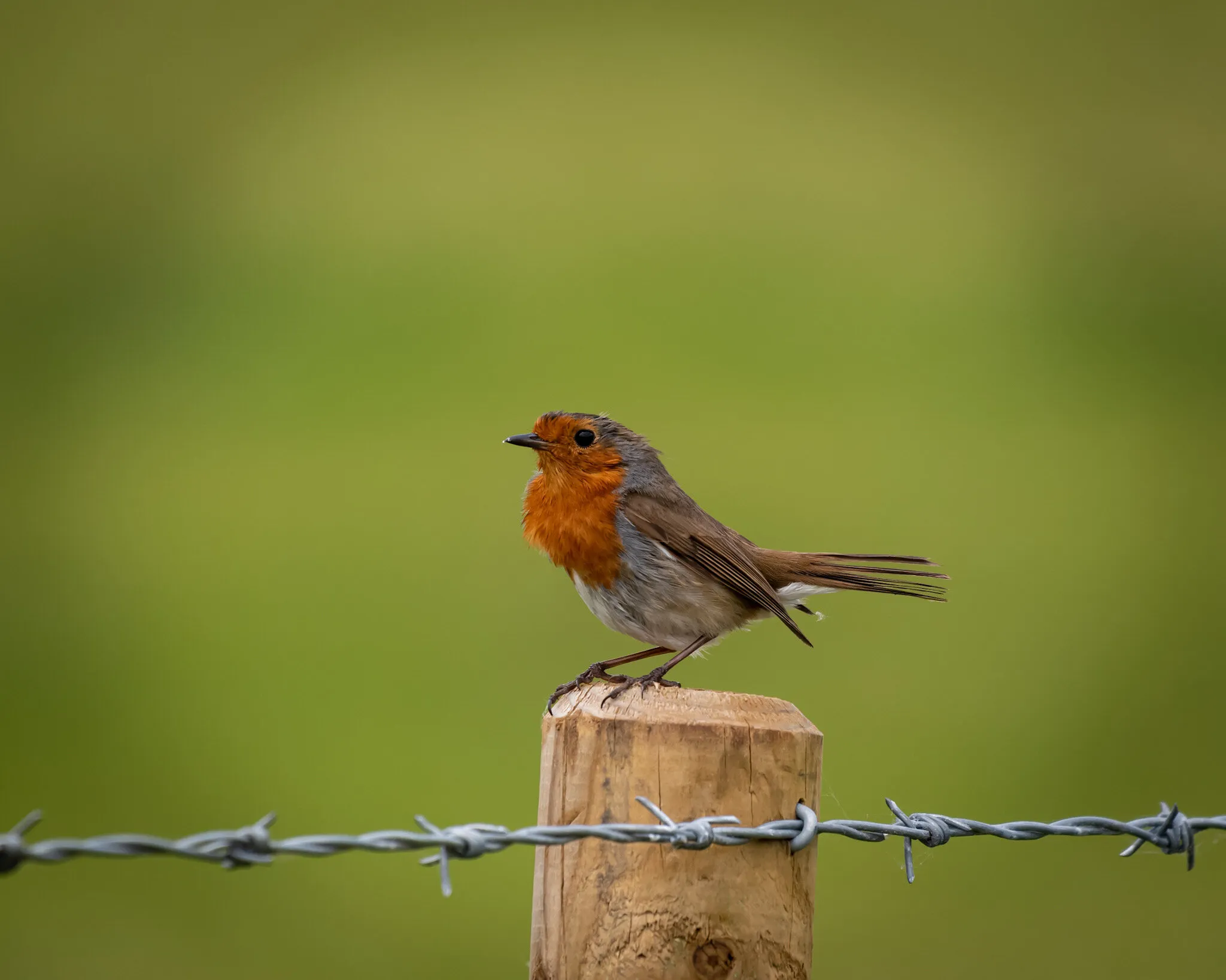 Early Morning Robin