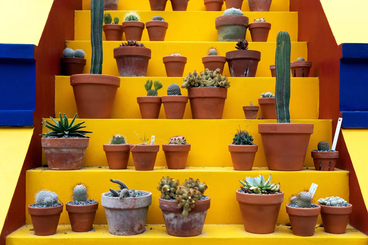 Cactus