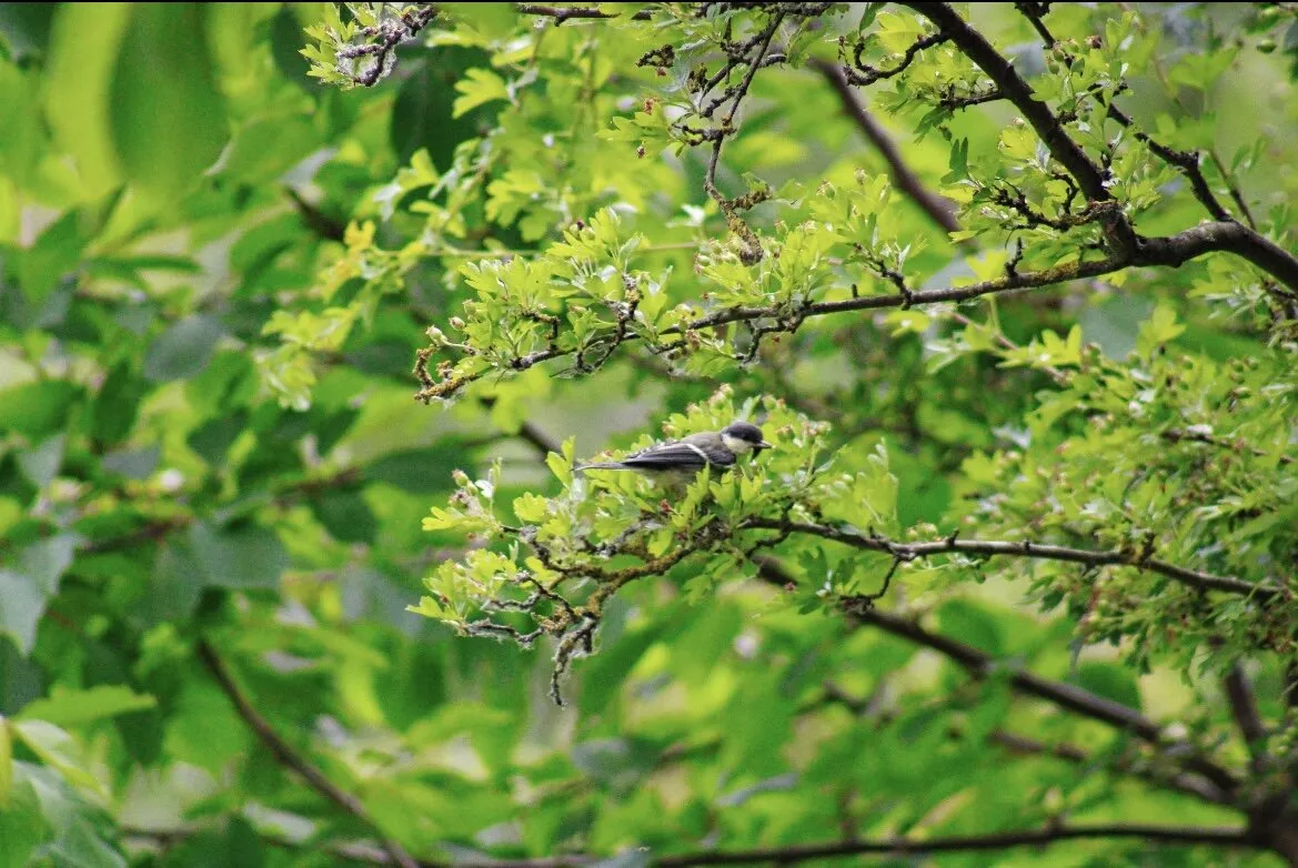 Coal Tit