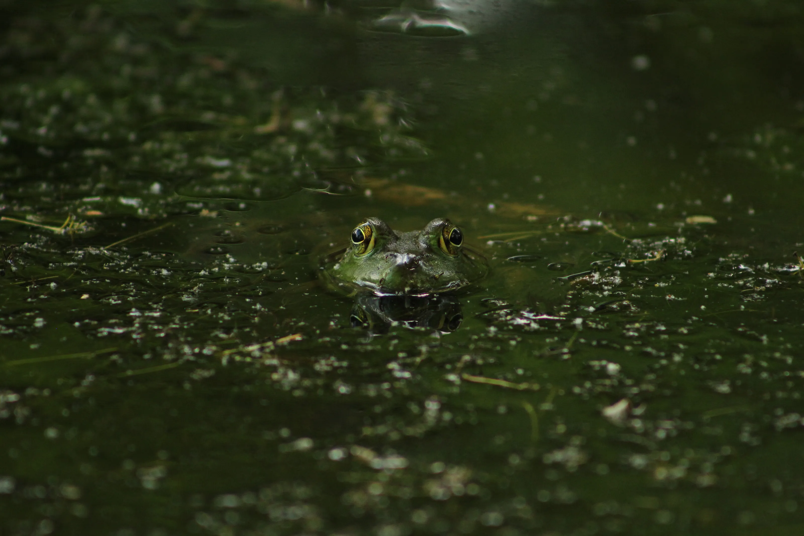 American Bullfrog Eyes with Reflection