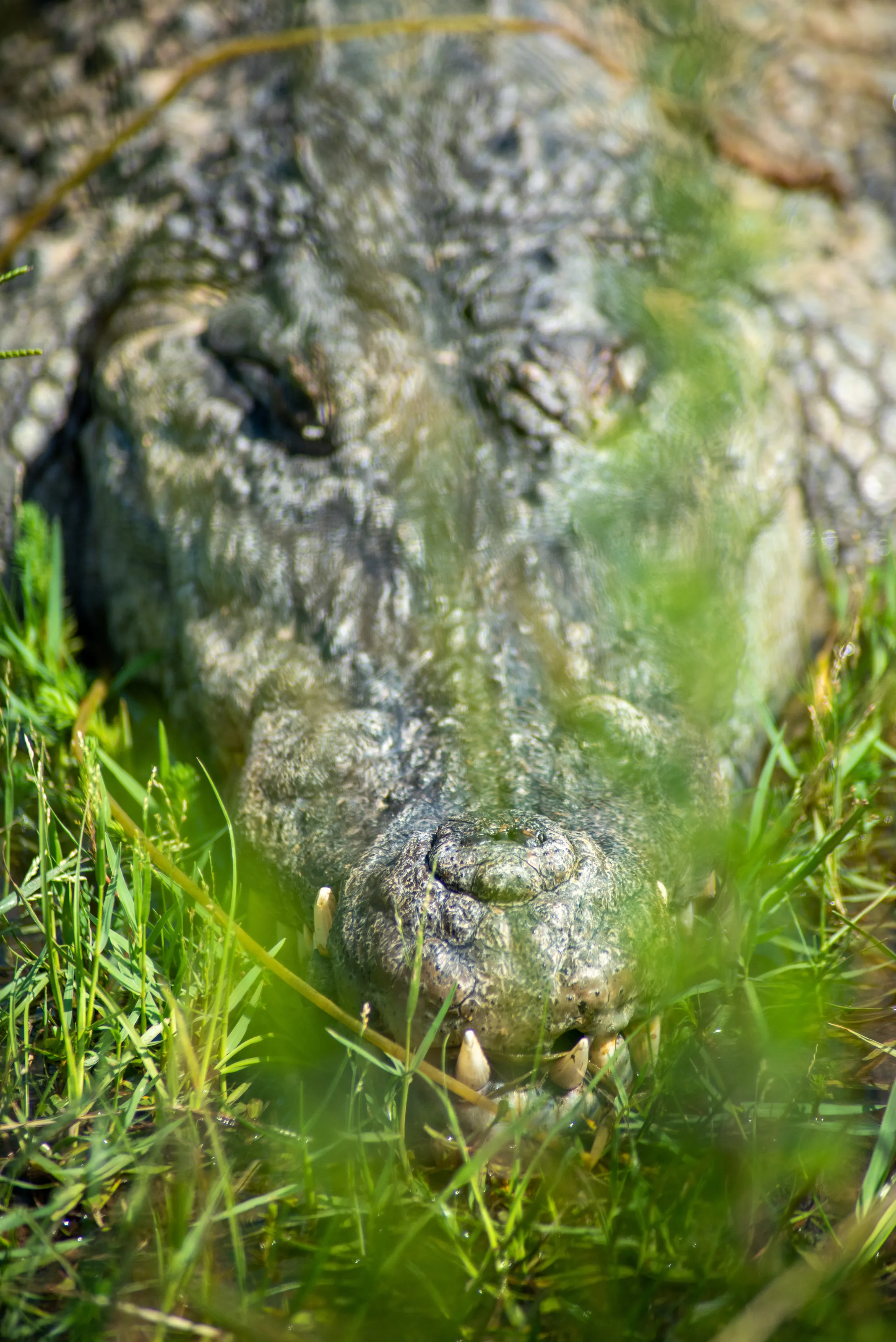 Alligator with a toothy smile