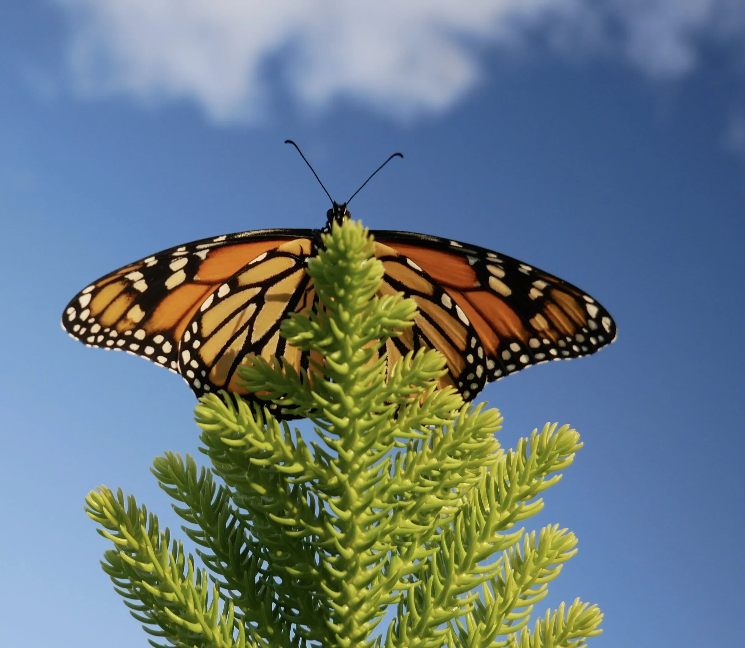 Monarch