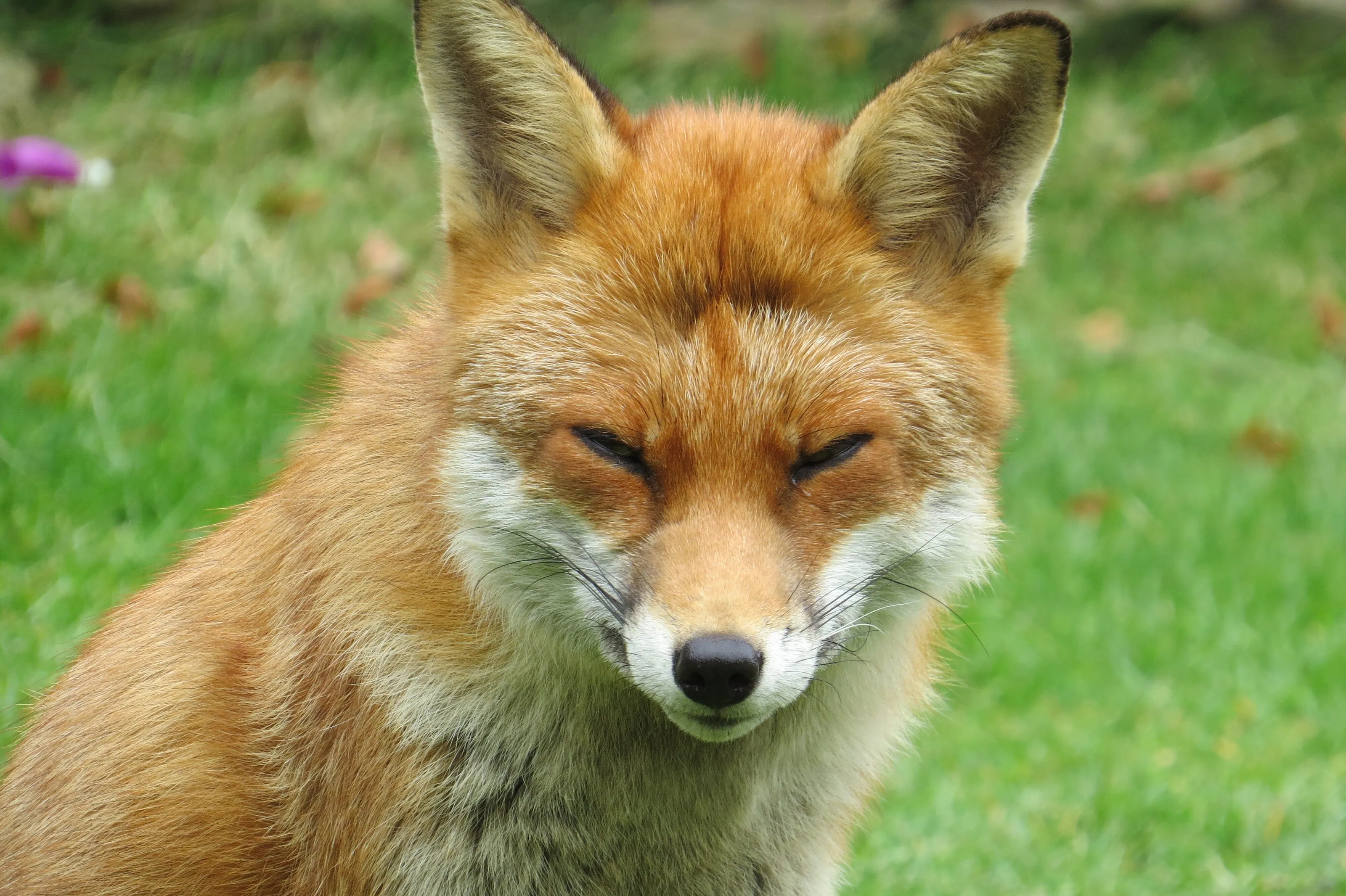 Henry the Fox