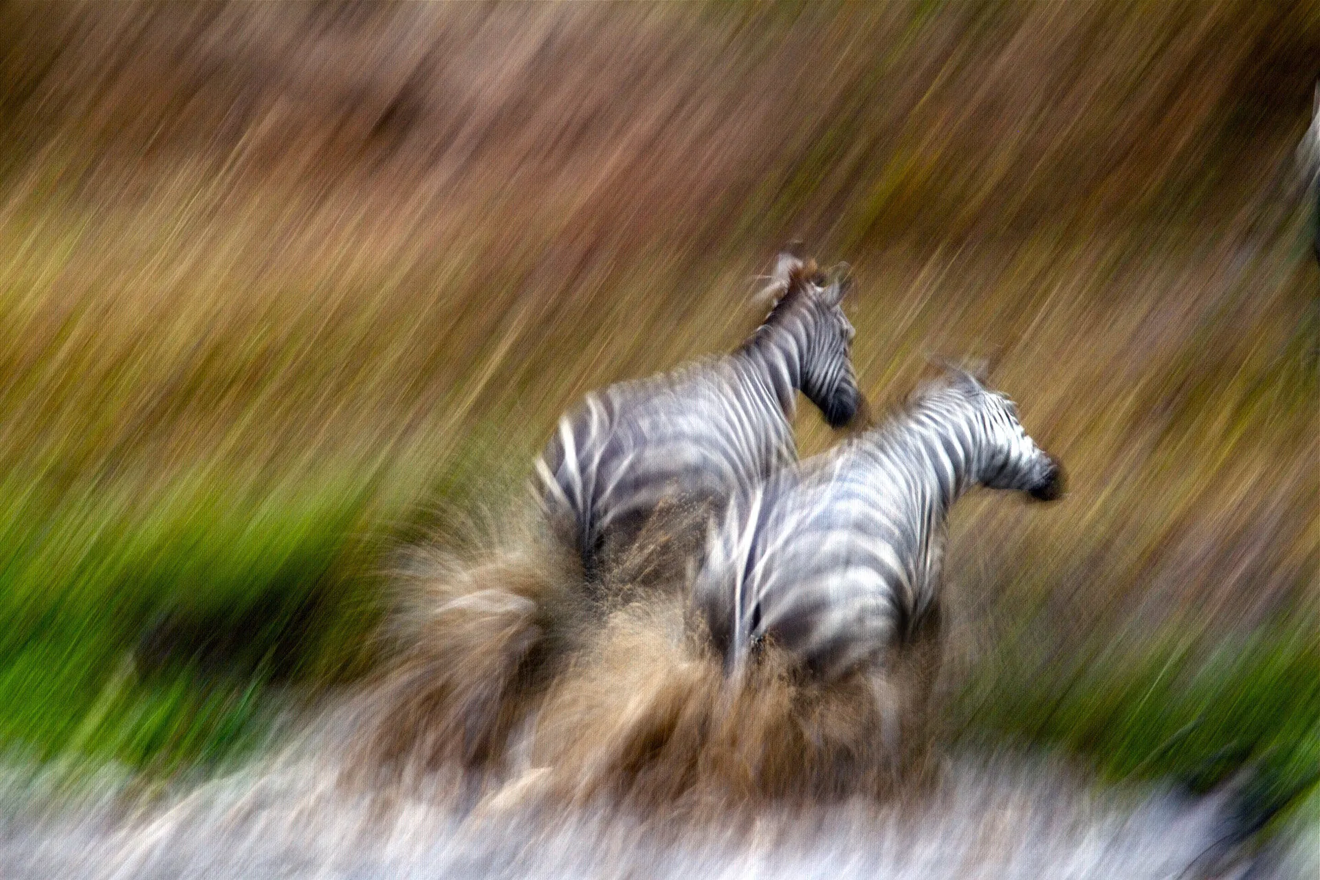 Zebras crossing