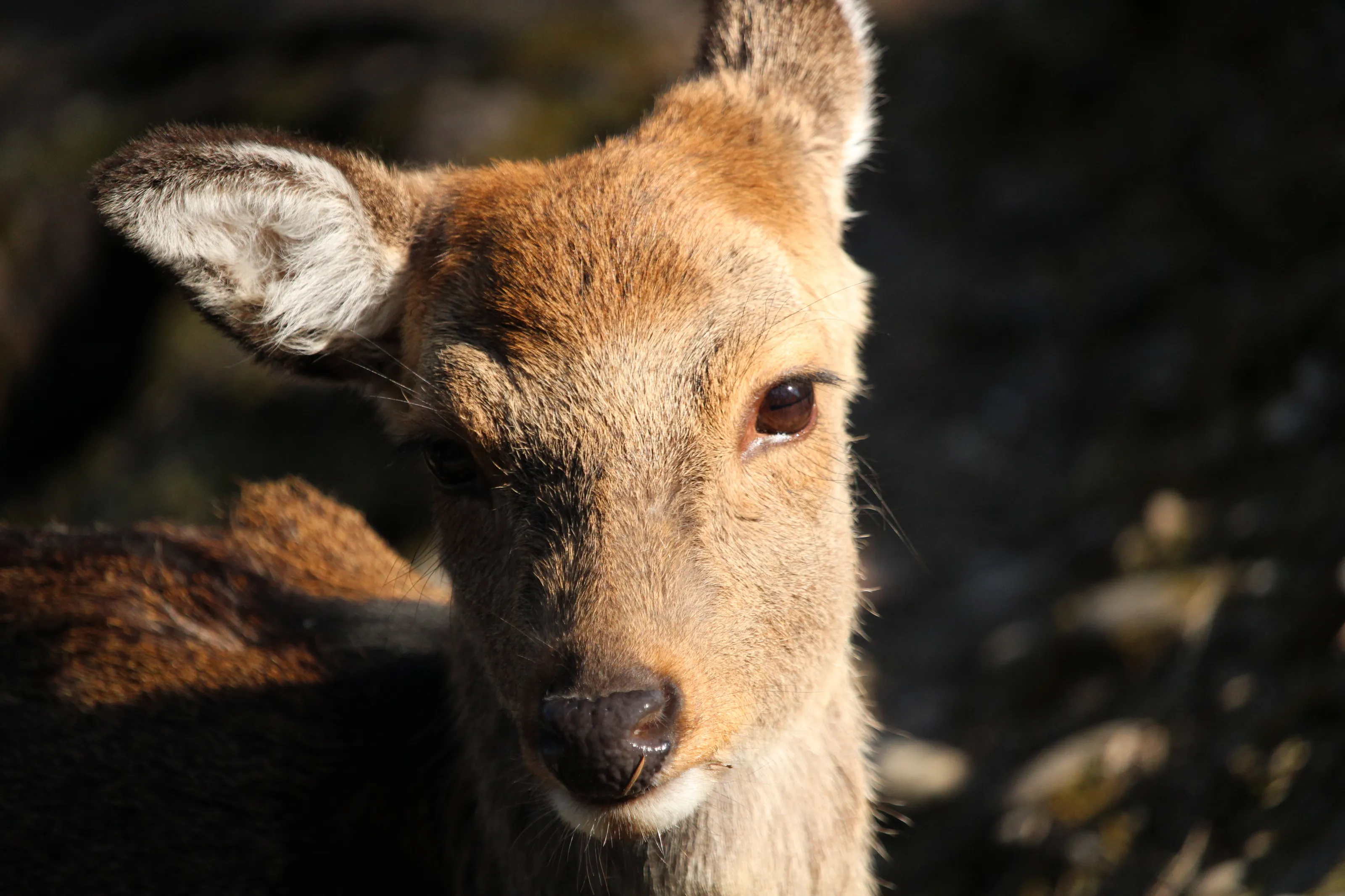 wild deer
