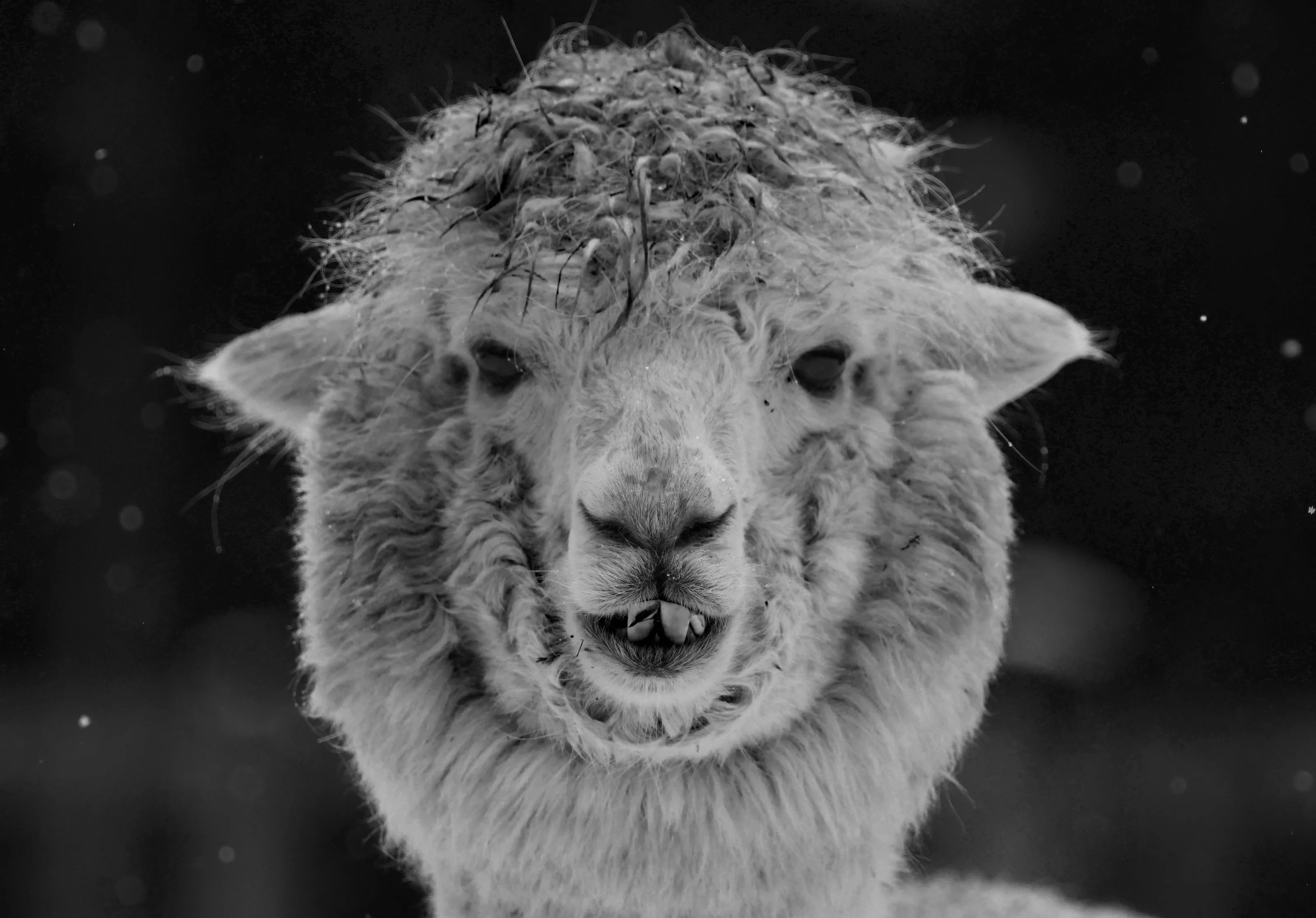Lama in the snow