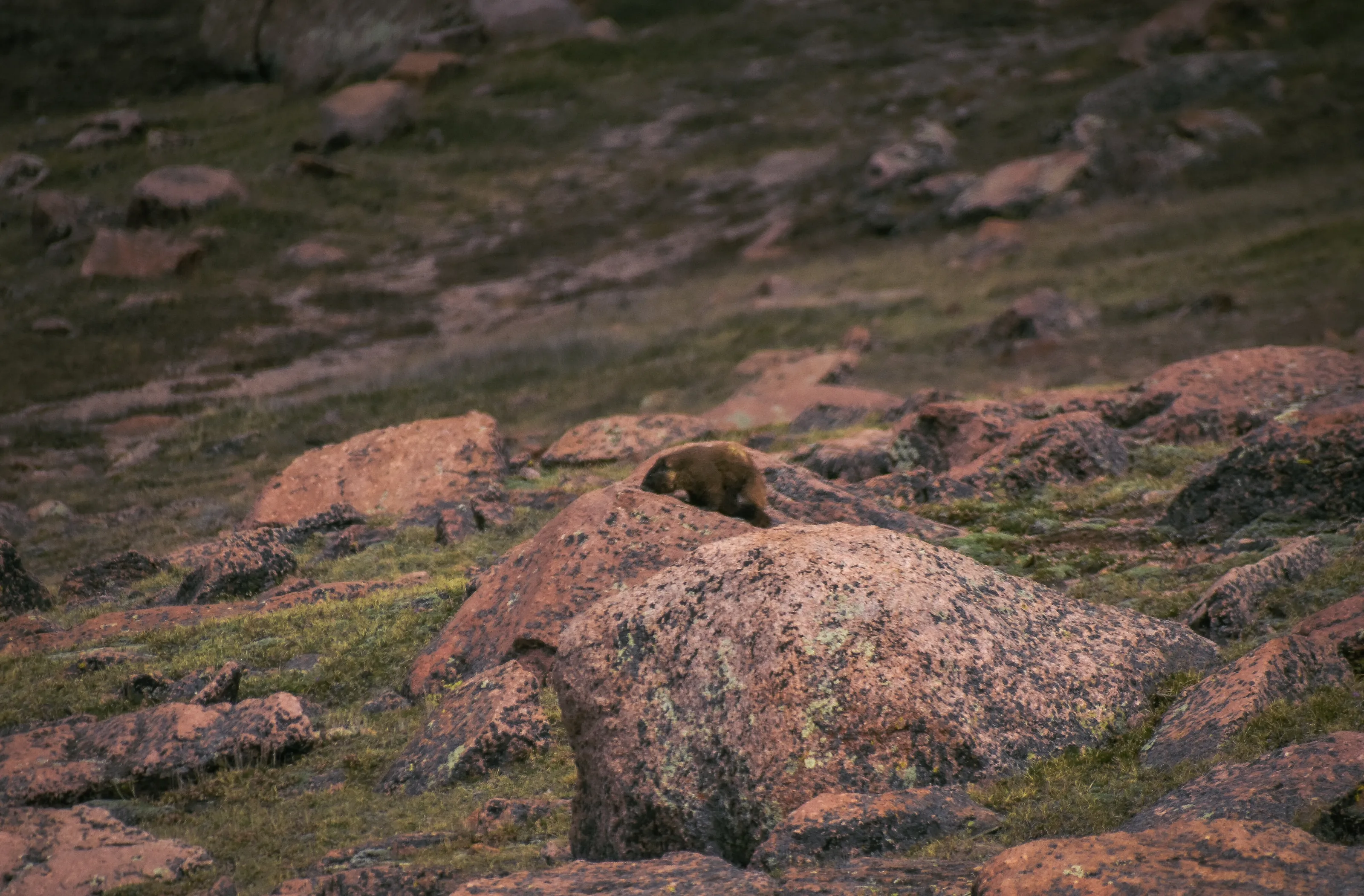 Marmot