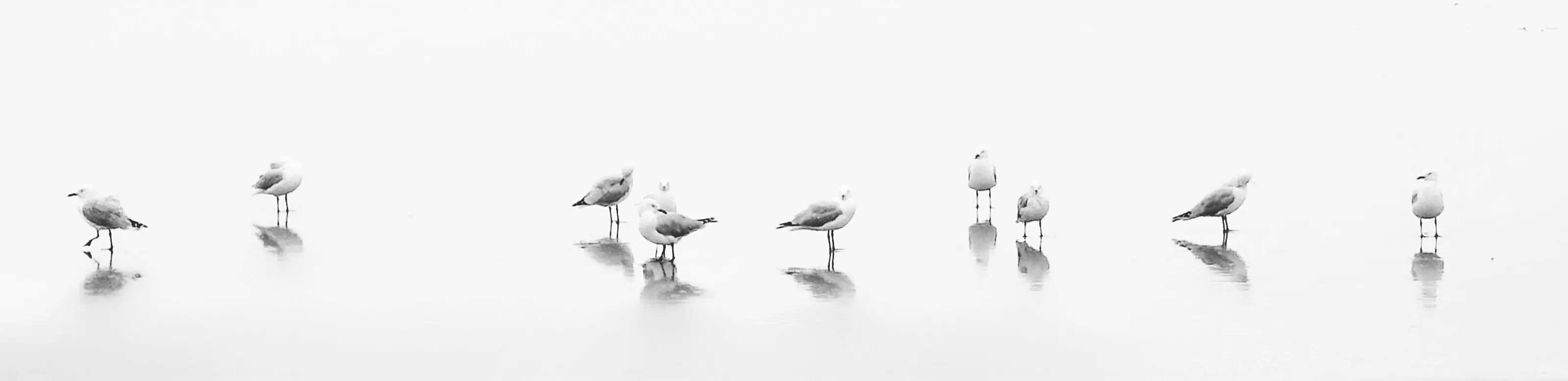 Seagull’s