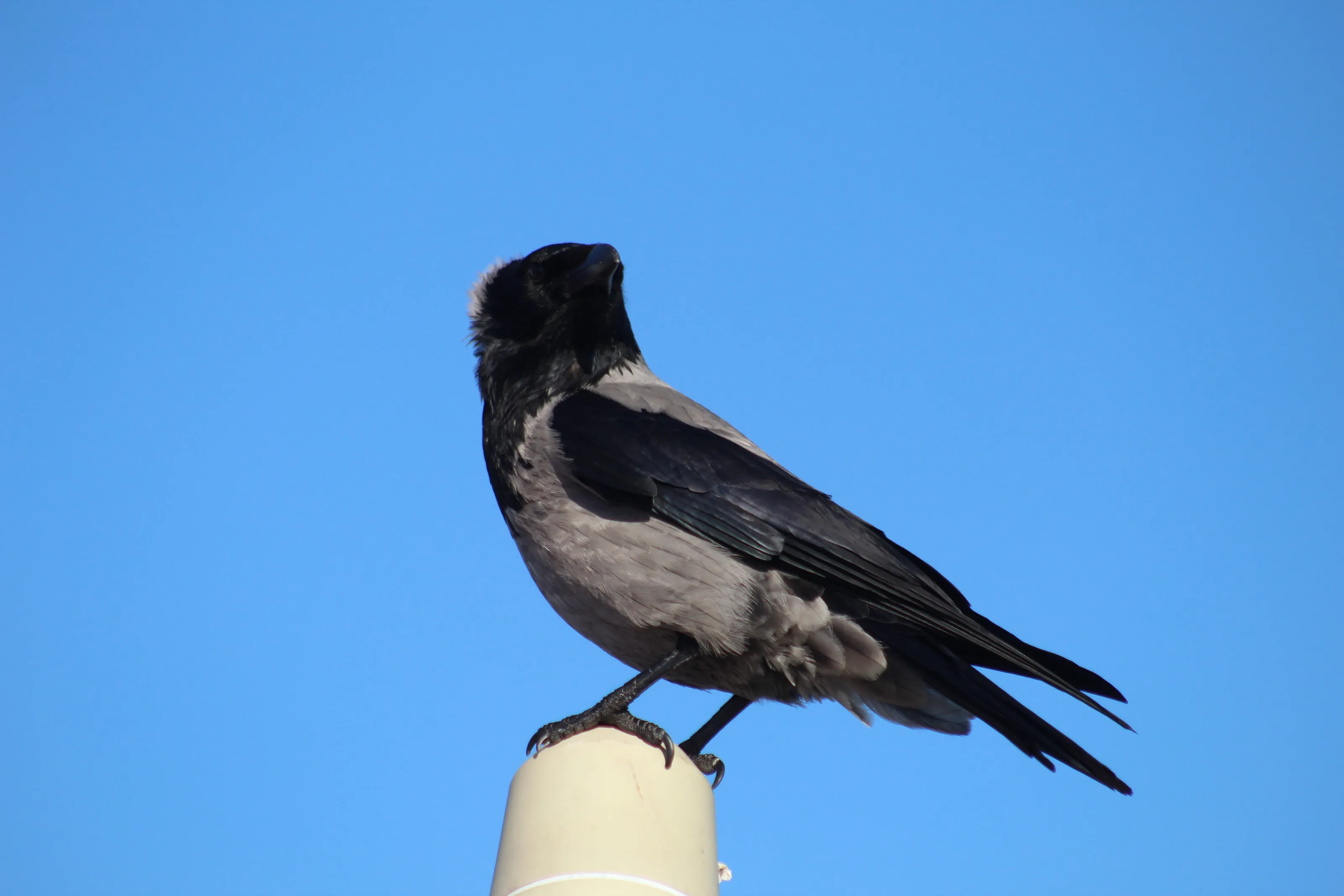 Hooded Crow