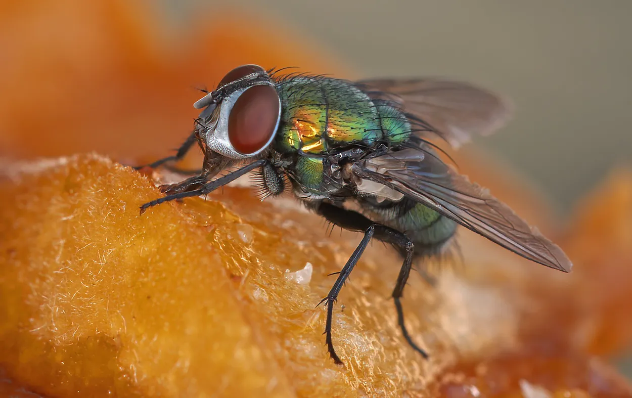 Entry 16961515