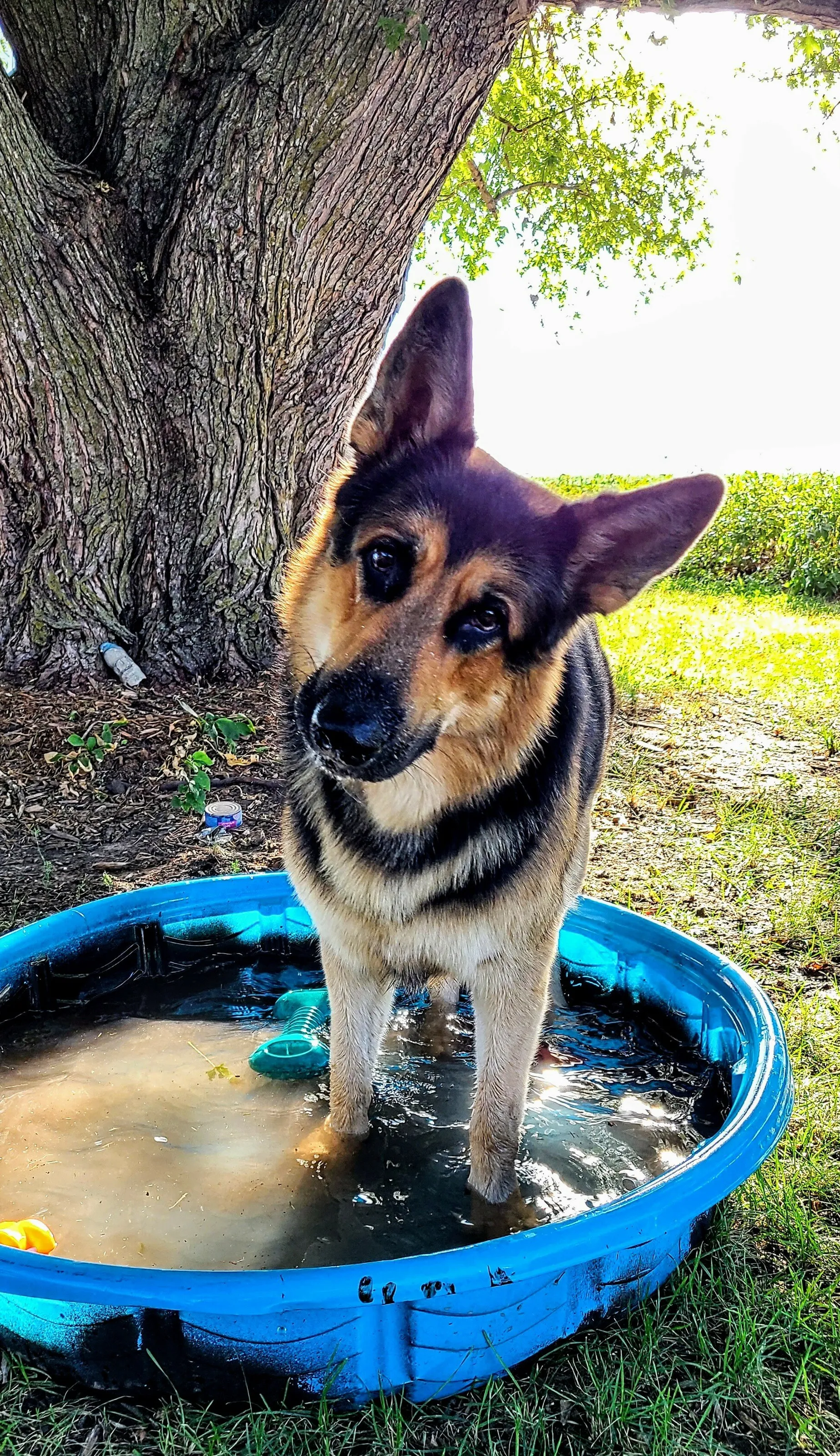 Curious Canine