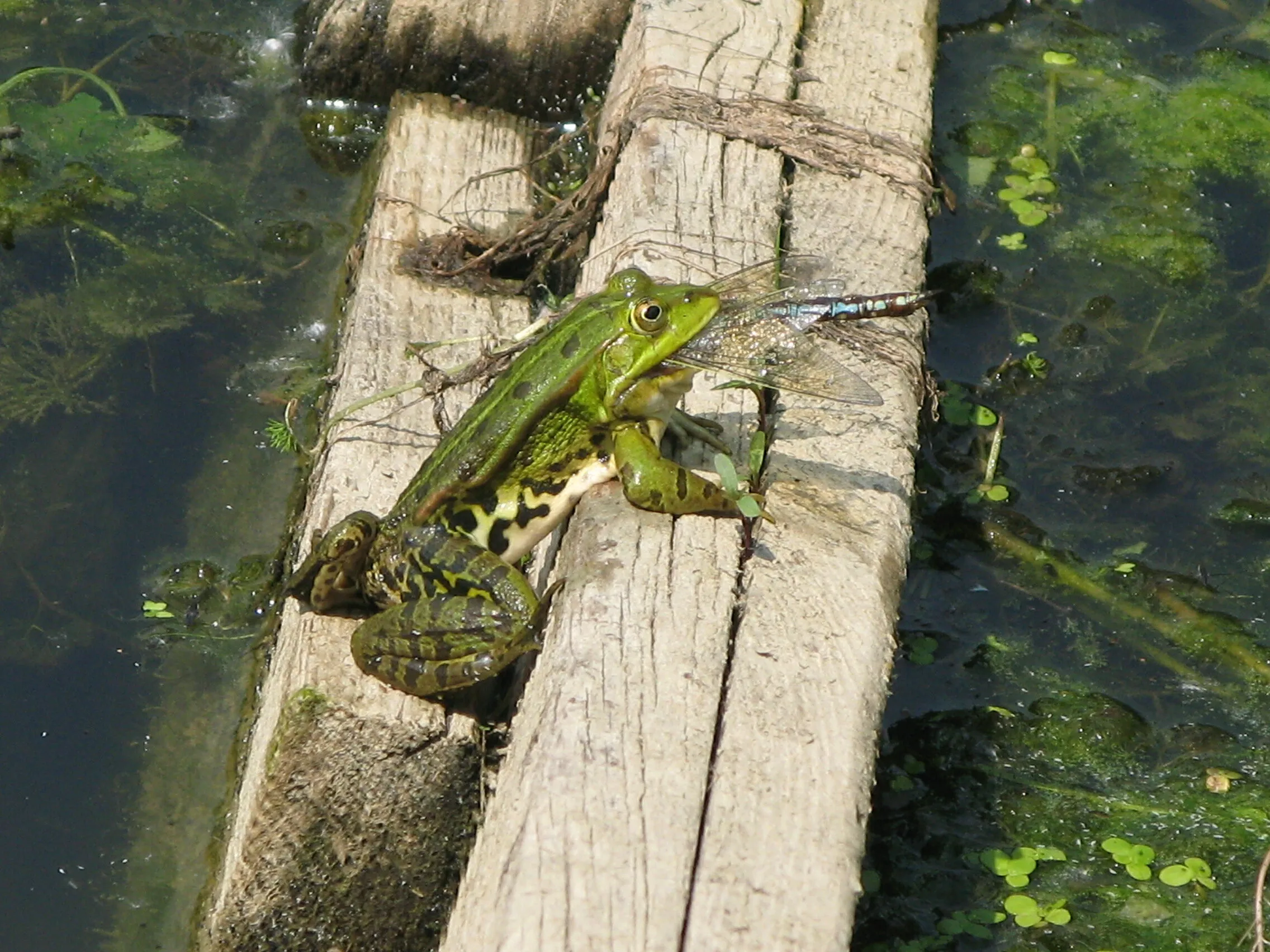 Frog Lunch