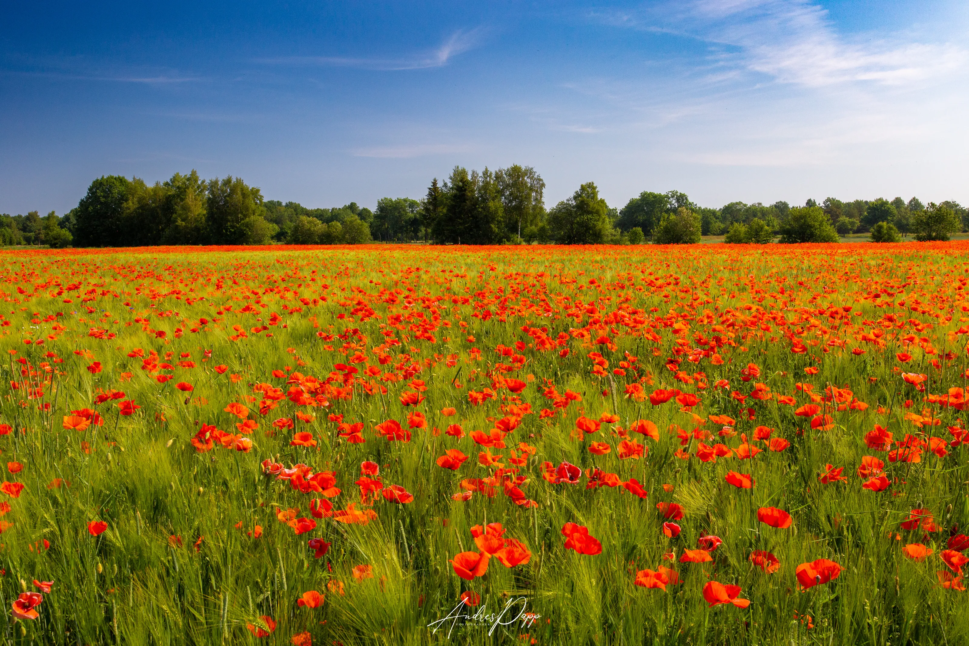 Poppies