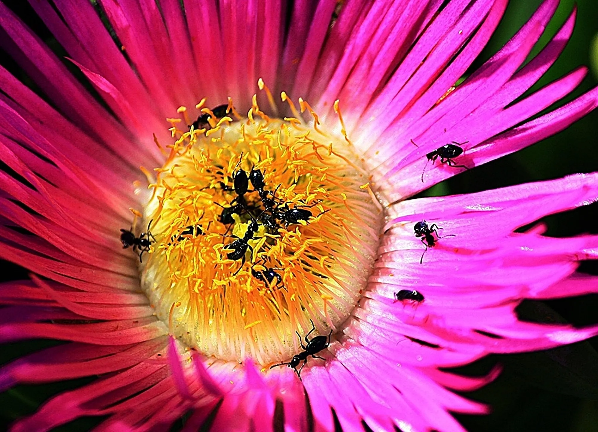 The pollen pot