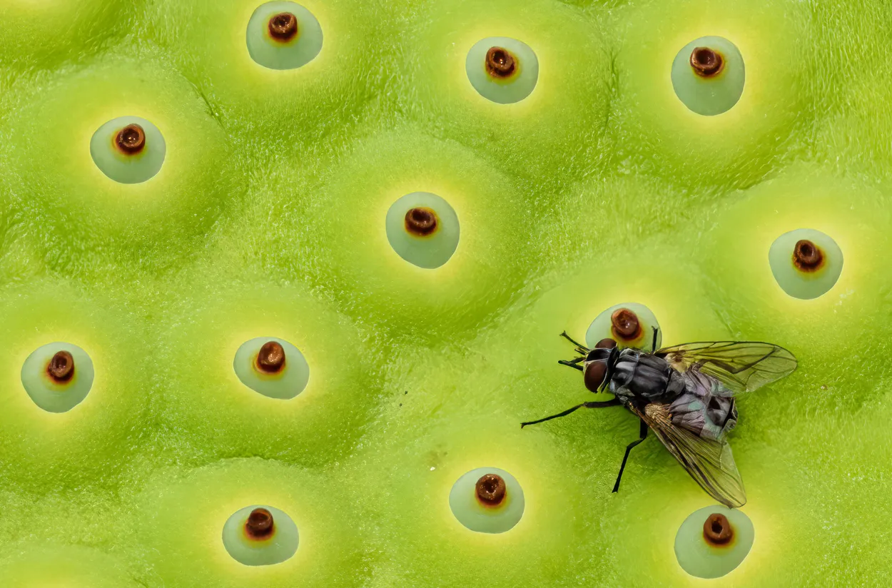 Lotus Seed Pod with Fly