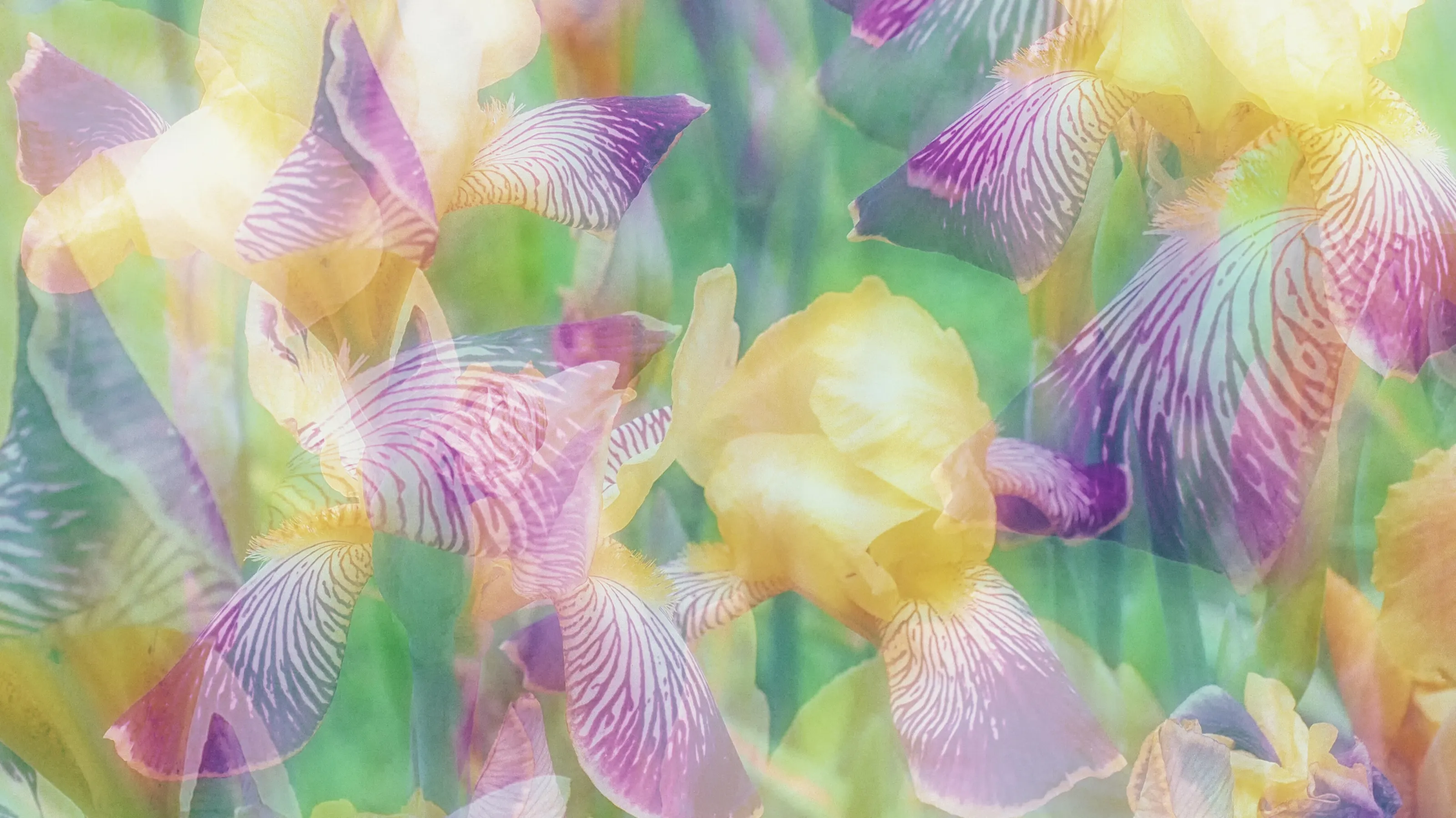 Iris Abstract