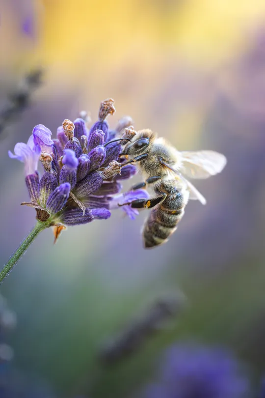 honey bee on lavender in evening light 3