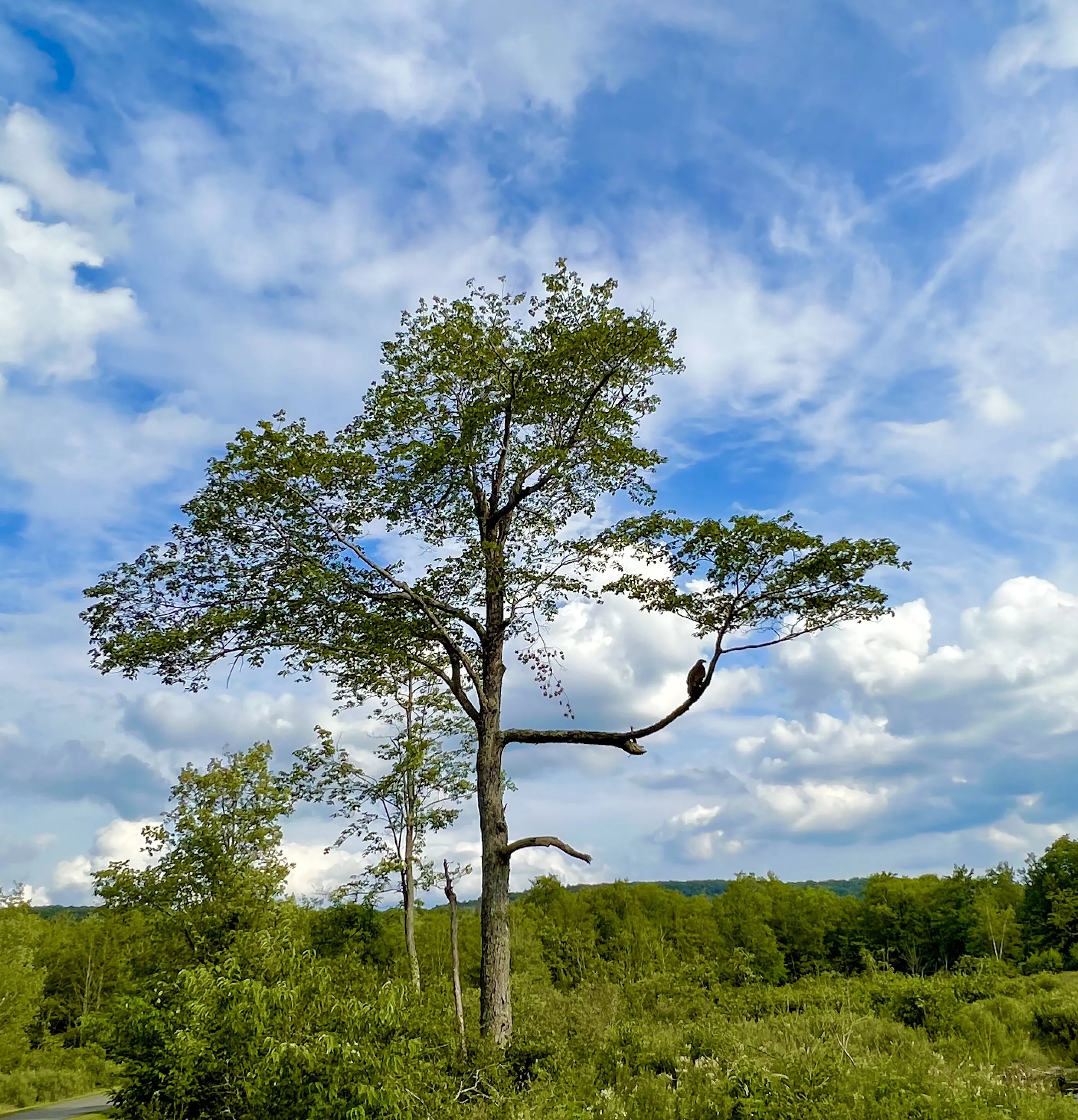 Lonely tree
