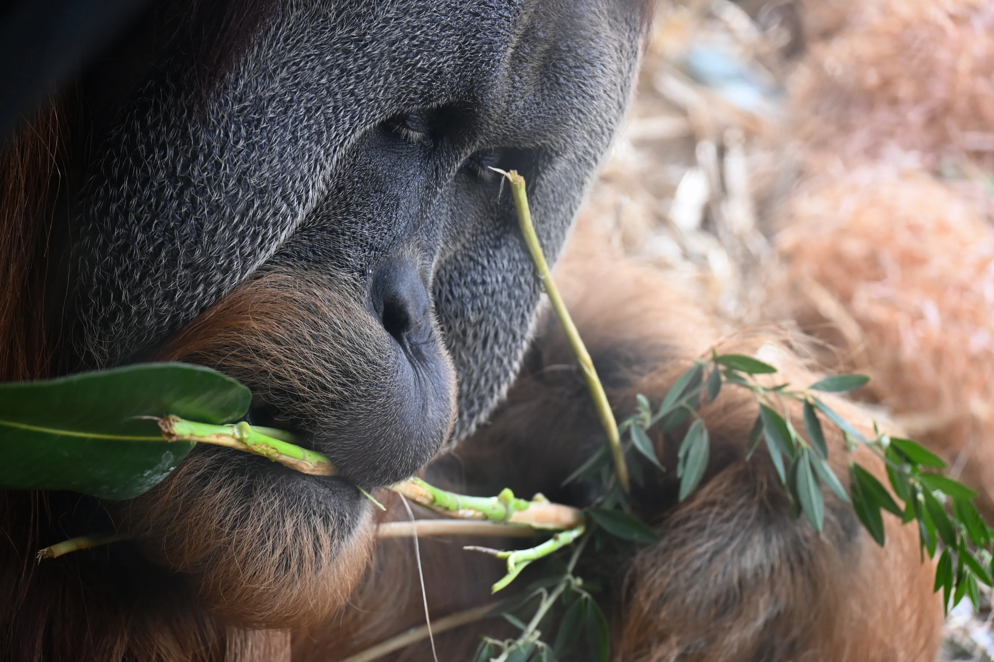 A peaceful lunchtime at the zoo