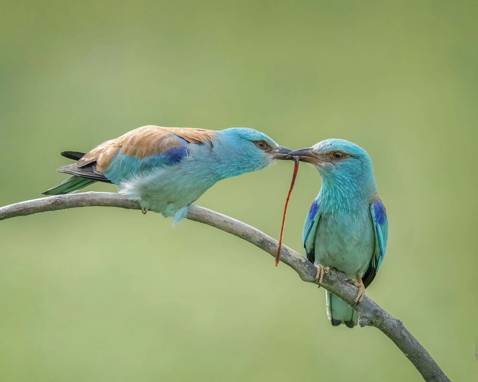 European Roller food pass